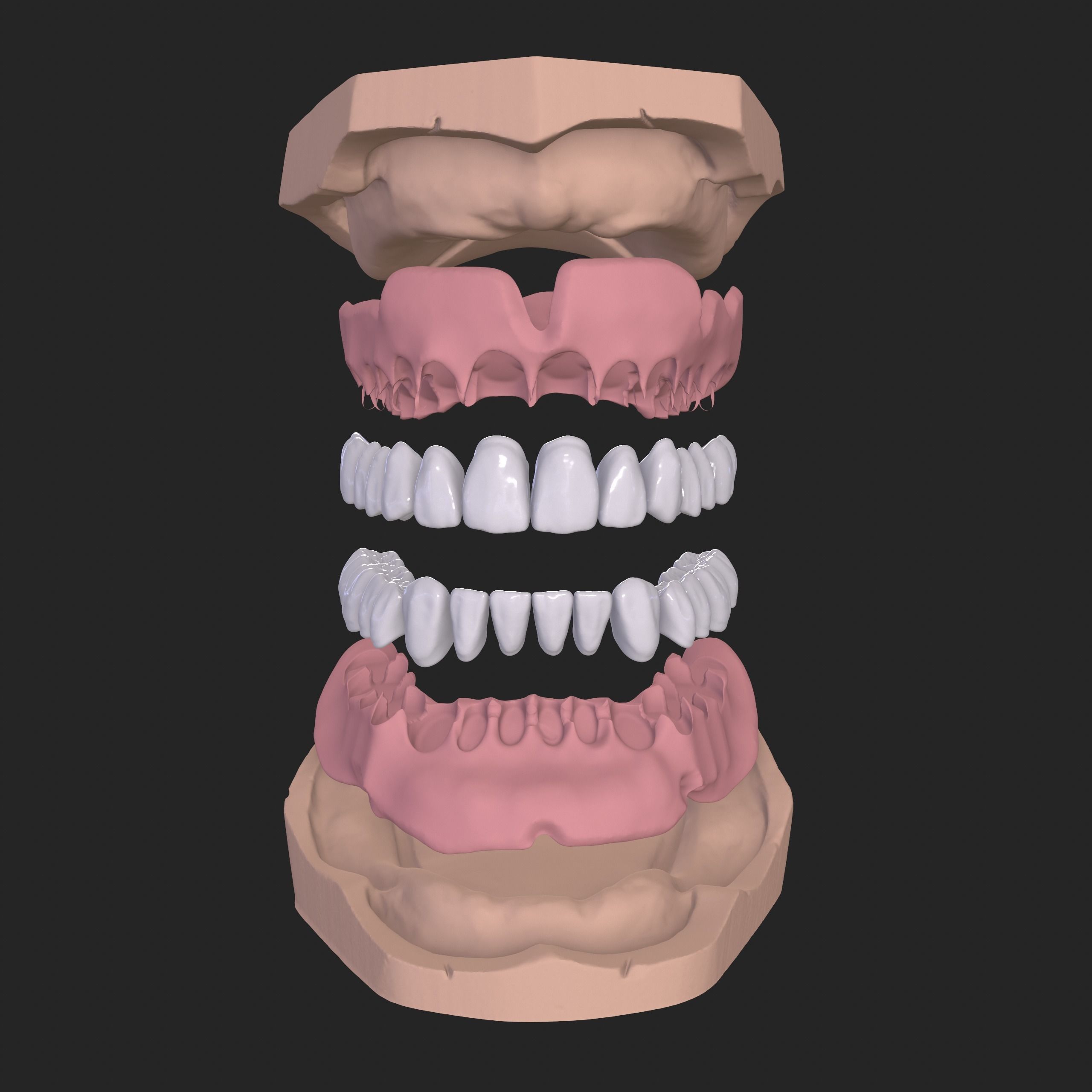 Dental Anatomy Mouth Model Real Scanned Medical Case 3D print model_11