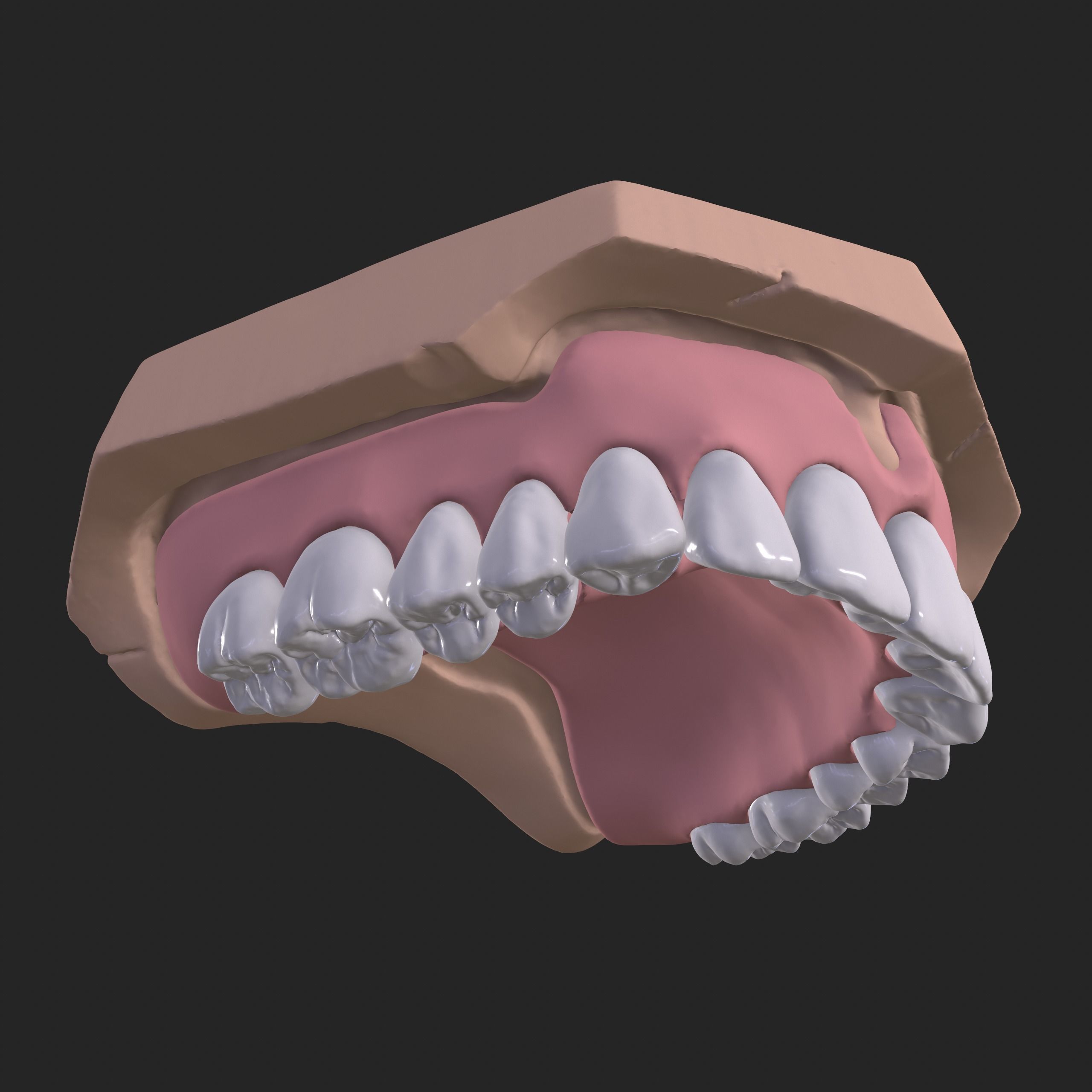 Dental Anatomy Mouth Model Real Scanned Medical Case 3D print model_7