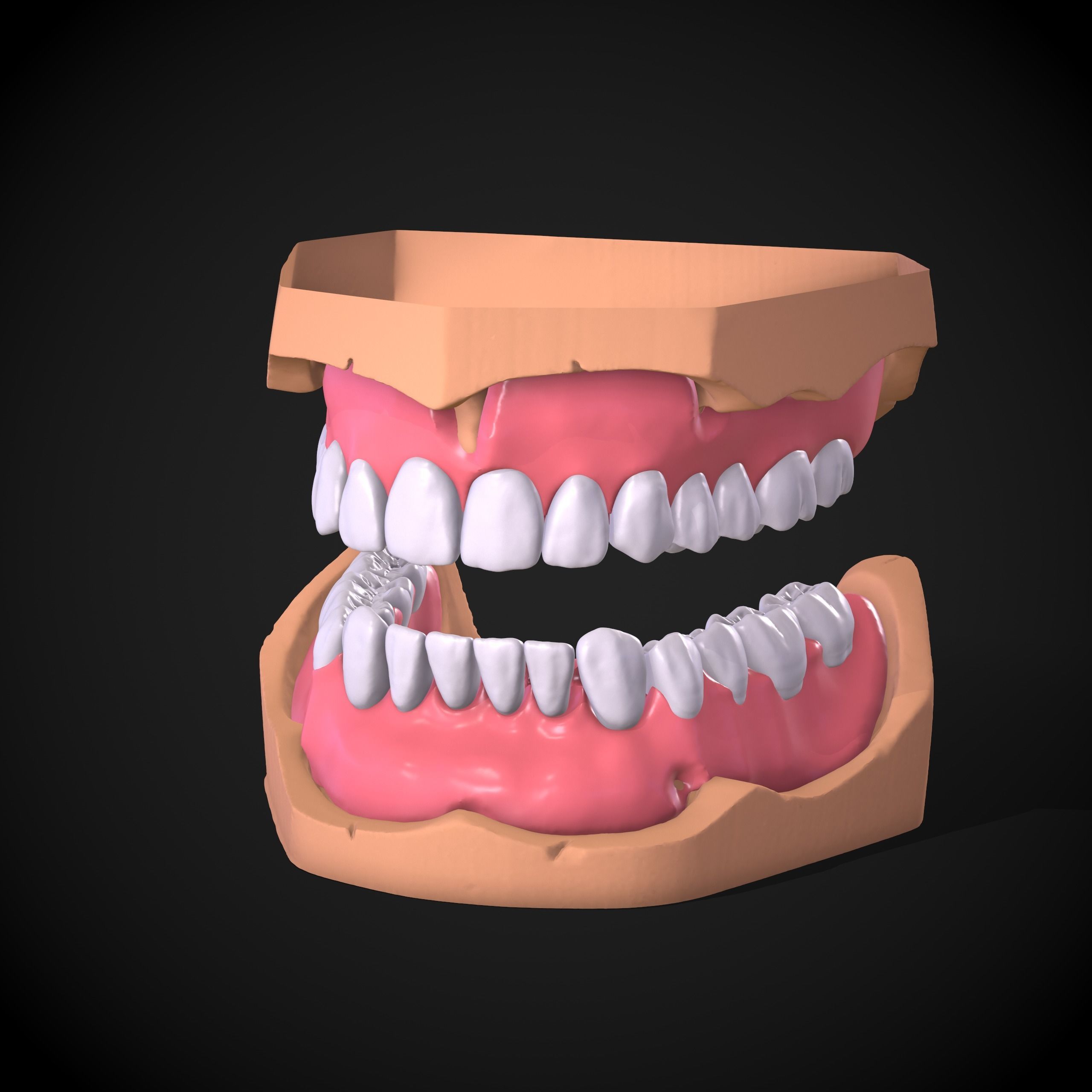 Dental Anatomy Mouth Model Real Scanned Medical Case 3D print model_2