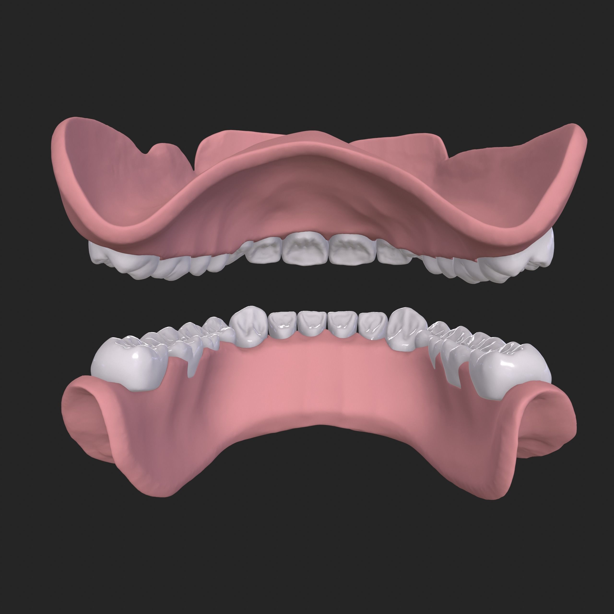 Dental Anatomy Mouth Model Real Scanned Medical Case 3D print model_6