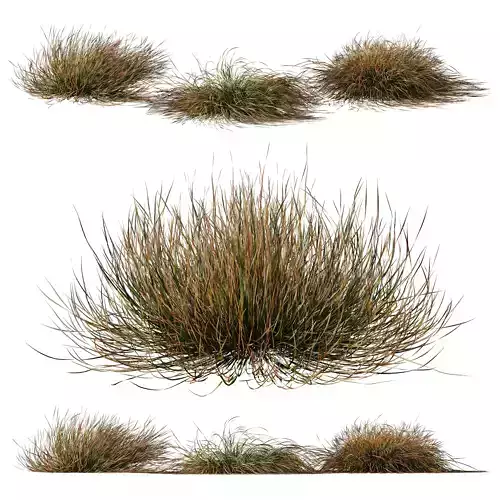 Plants Carex Testacea Orange Sedge Grass Prairie Fire Version2 3D model