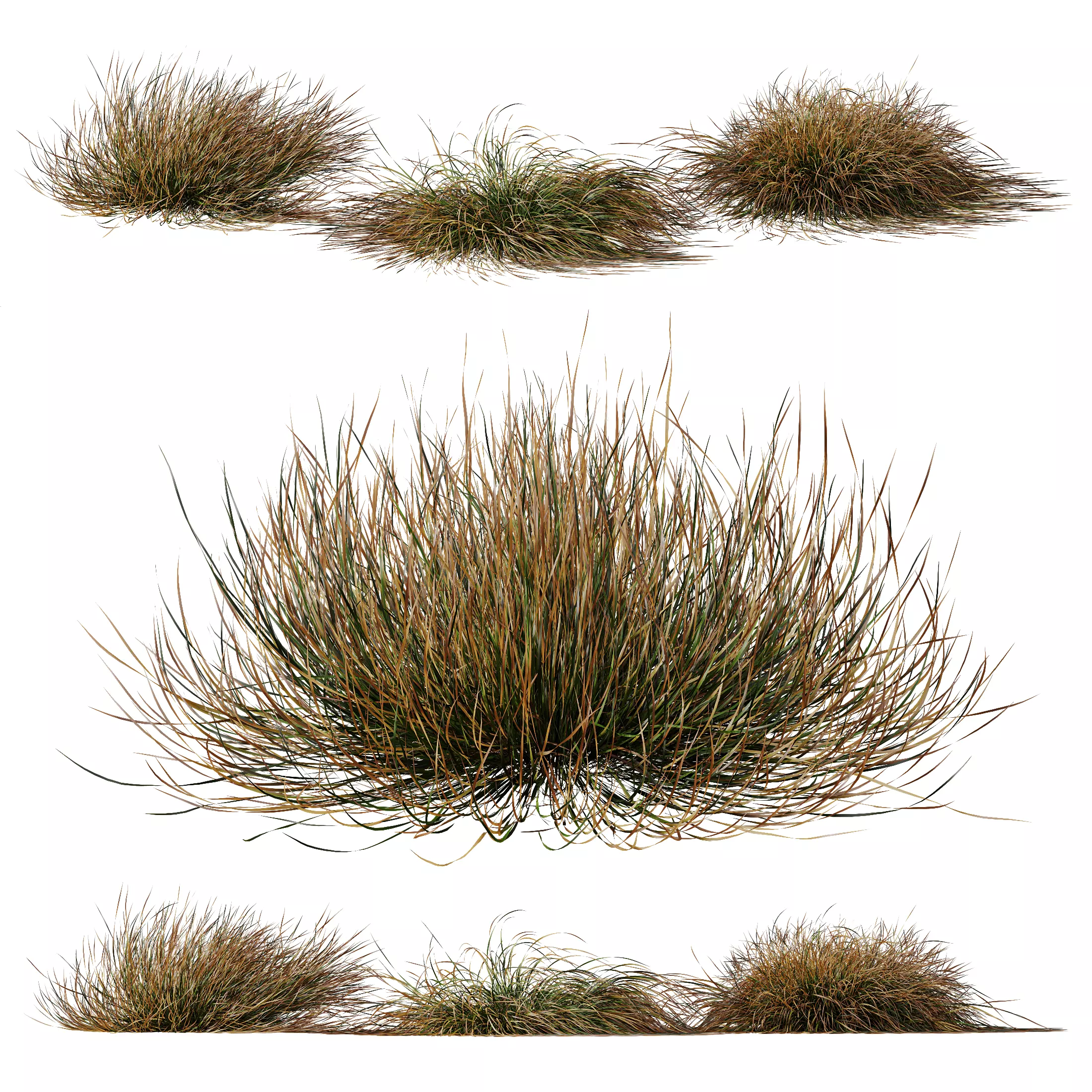 Plants Carex Testacea Orange Sedge Grass Prairie Fire Version2 3D model