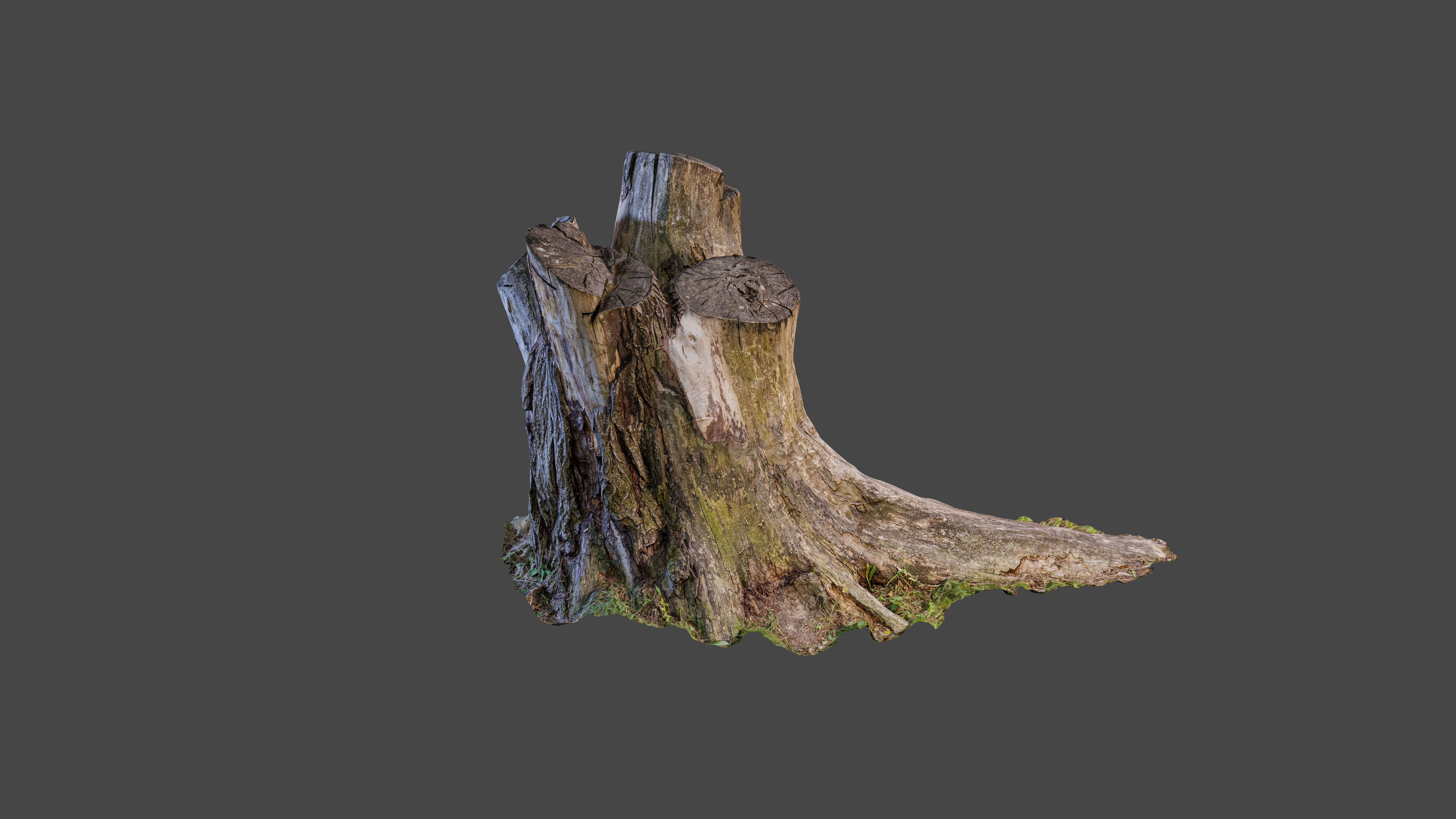 Tree stump Low-poly 3D model_2