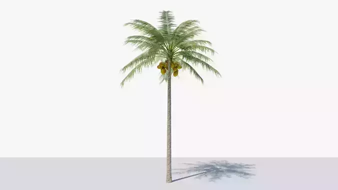 Coconut Palm v1 Low-poly 3D model