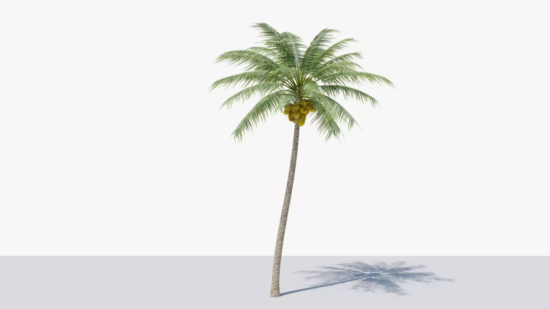 Coconut Palm v2 Low-poly 3D model_0