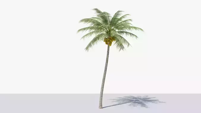 Coconut Palm v2 Low-poly 3D model