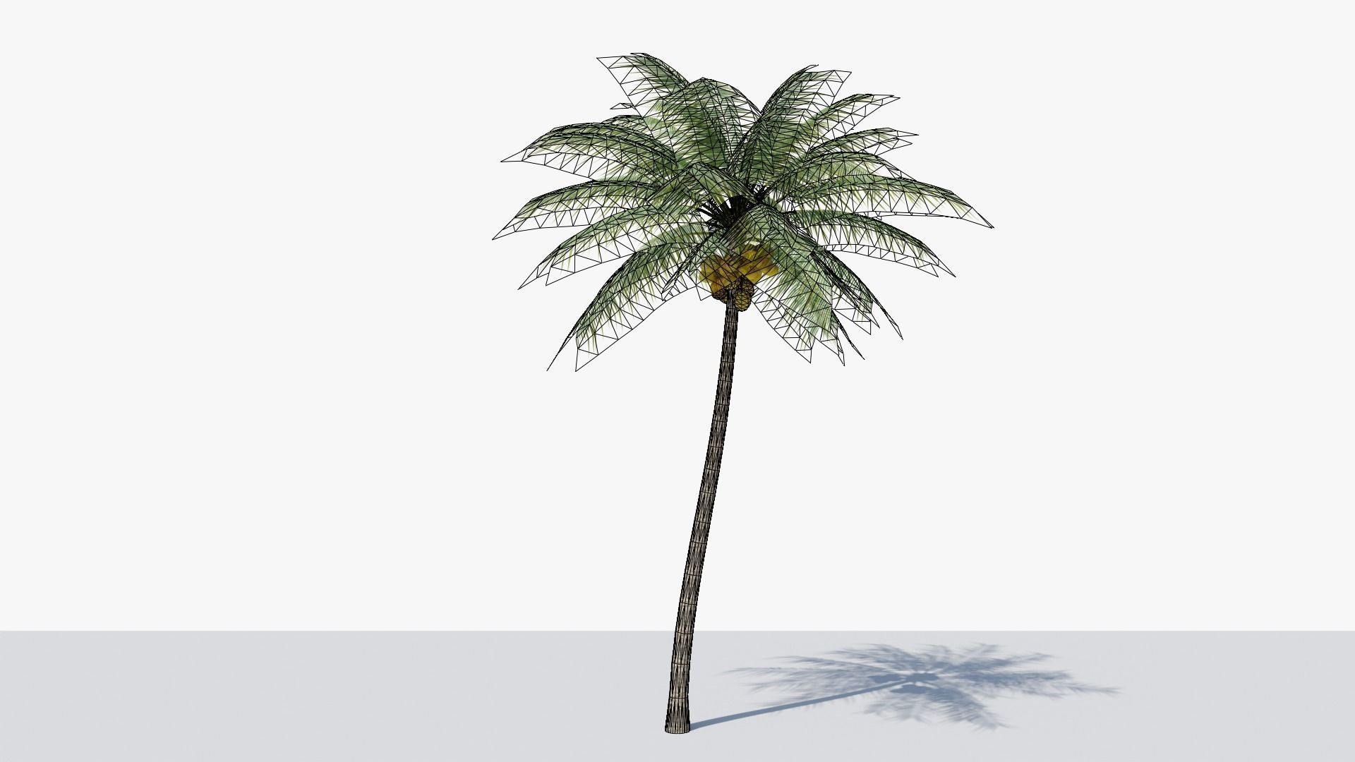 Coconut Palm v2 Low-poly 3D model_1