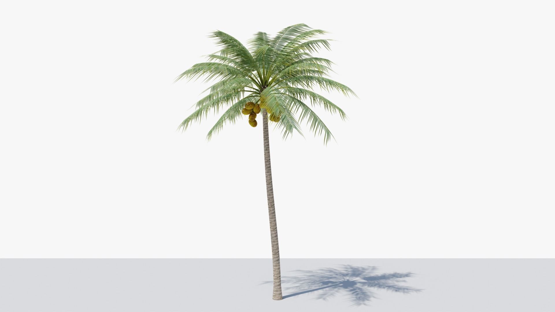 Coconut Palm v2 Low-poly 3D model_12