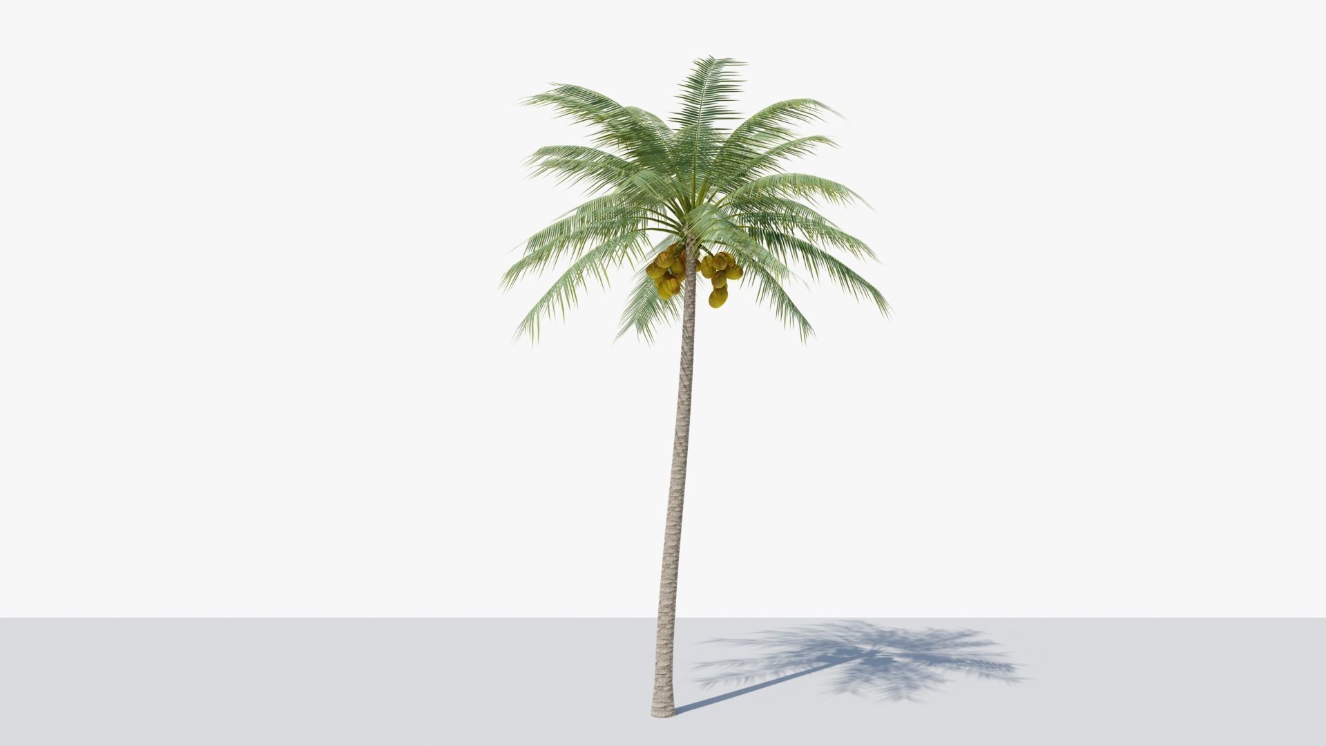 Coconut Palm v2 Low-poly 3D model_3