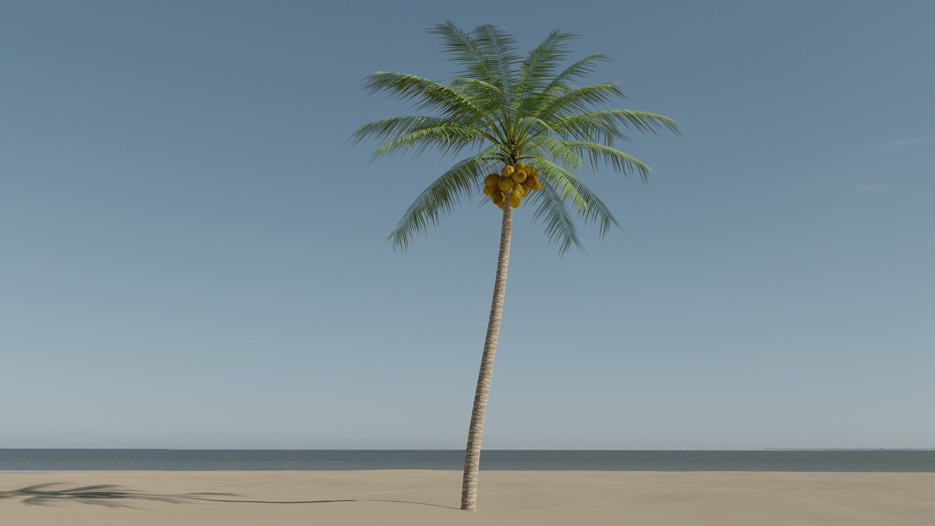 Coconut Palm v2 Low-poly 3D model_18