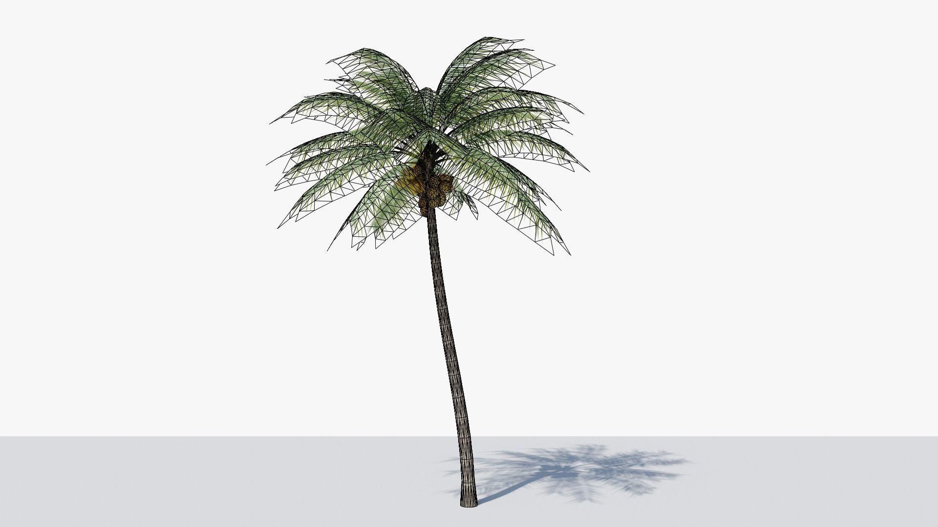 Coconut Palm v2 Low-poly 3D model_10