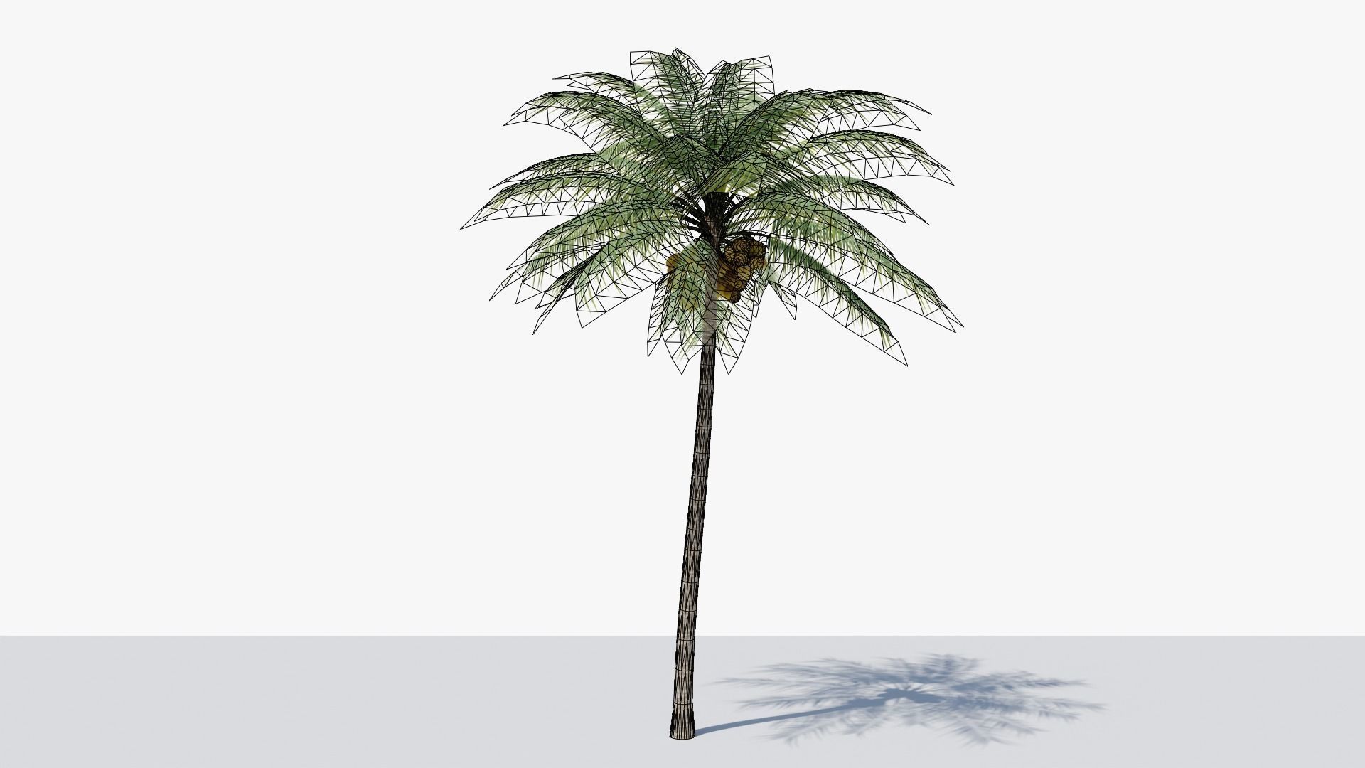 Coconut Palm v2 Low-poly 3D model_16