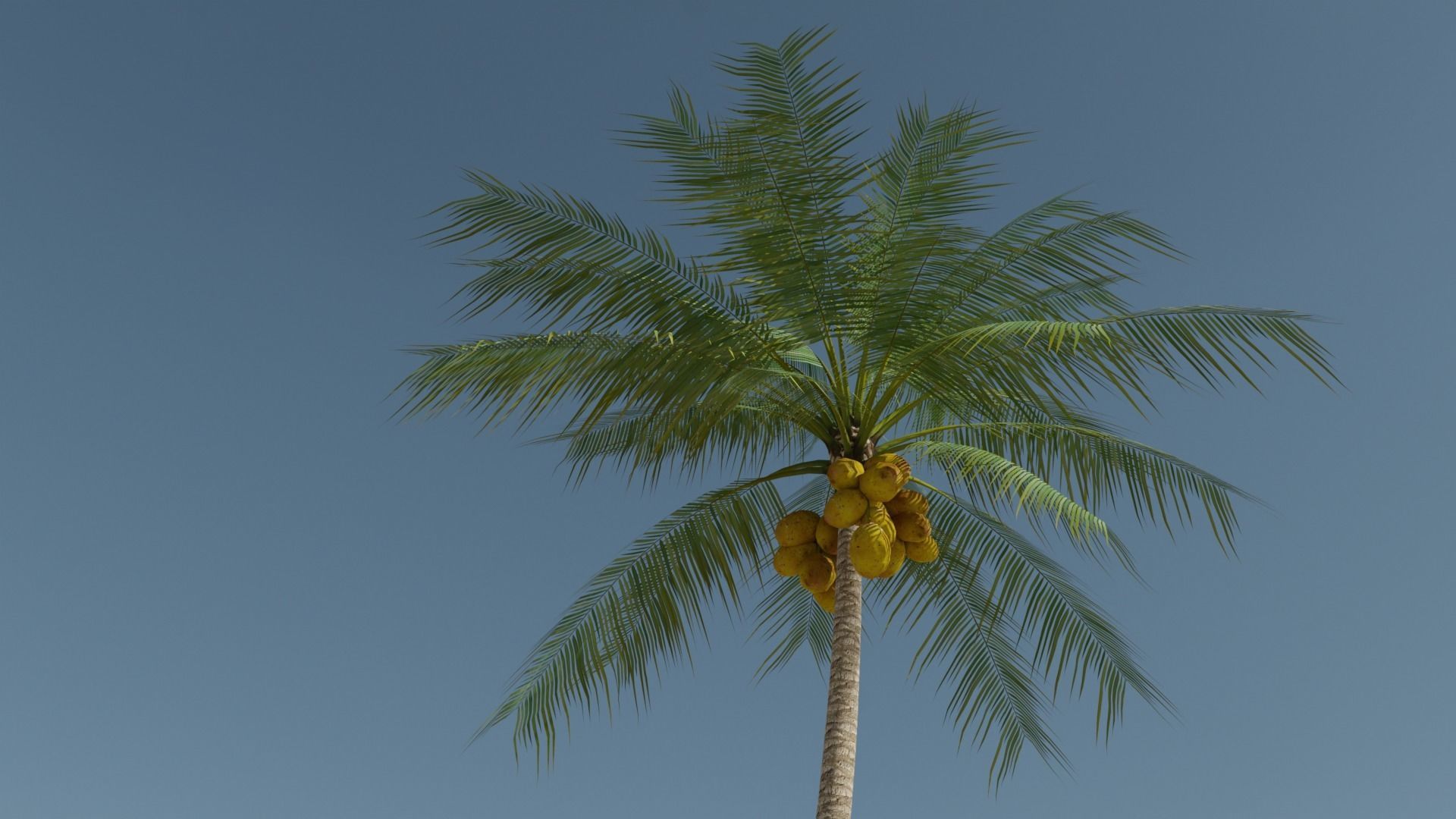 Coconut Palm v2 Low-poly 3D model_19