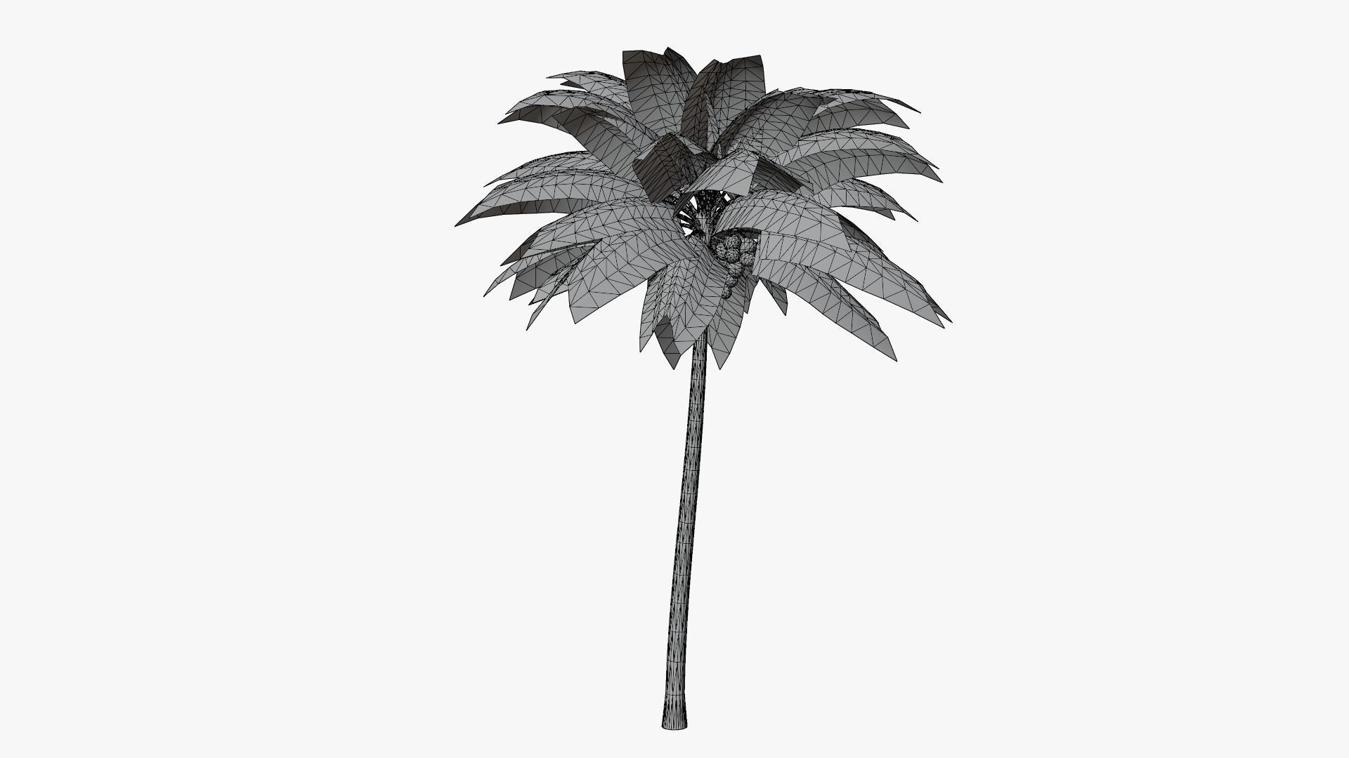 Coconut Palm v2 Low-poly 3D model_17