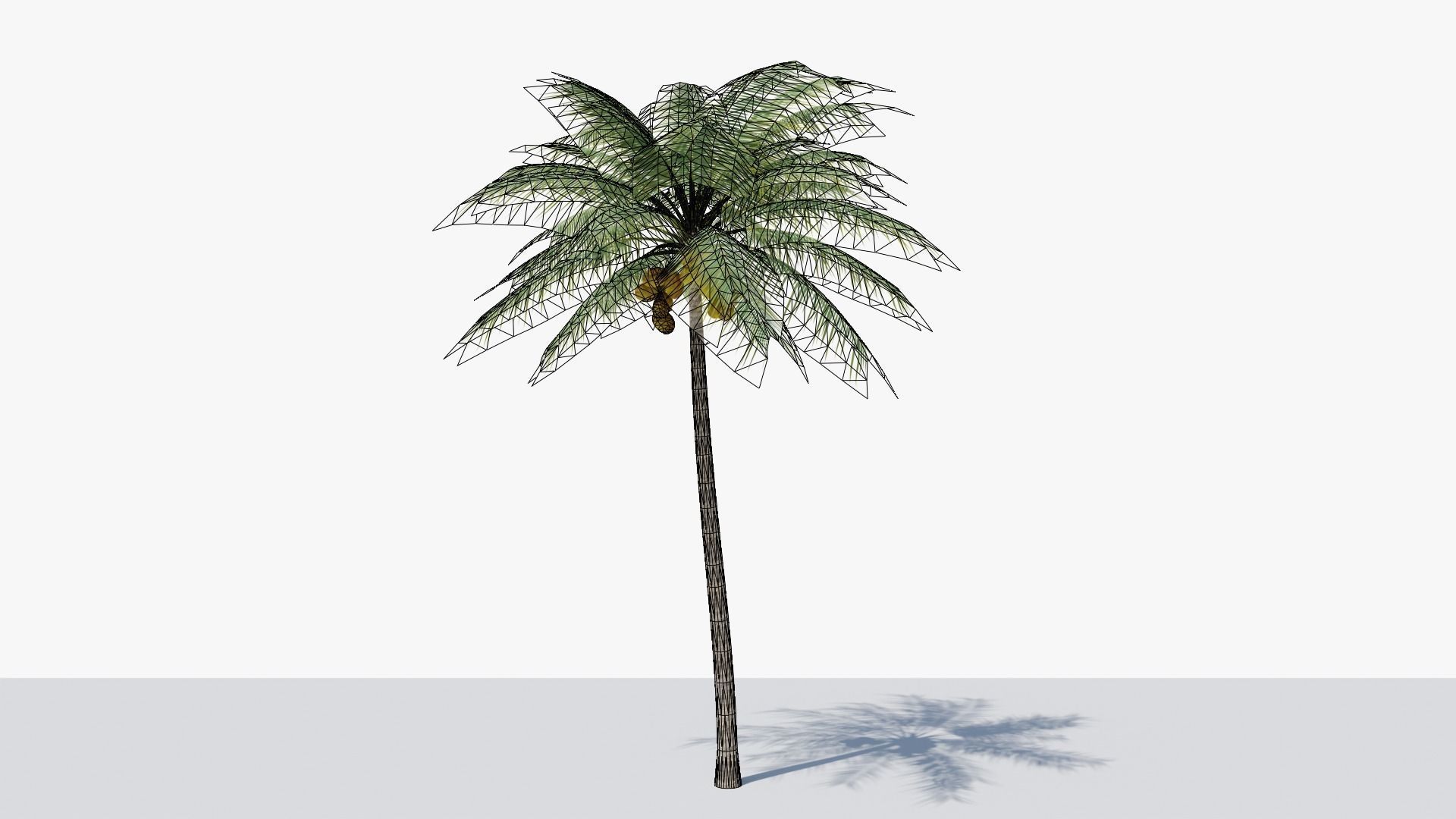 Coconut Palm v2 Low-poly 3D model_13