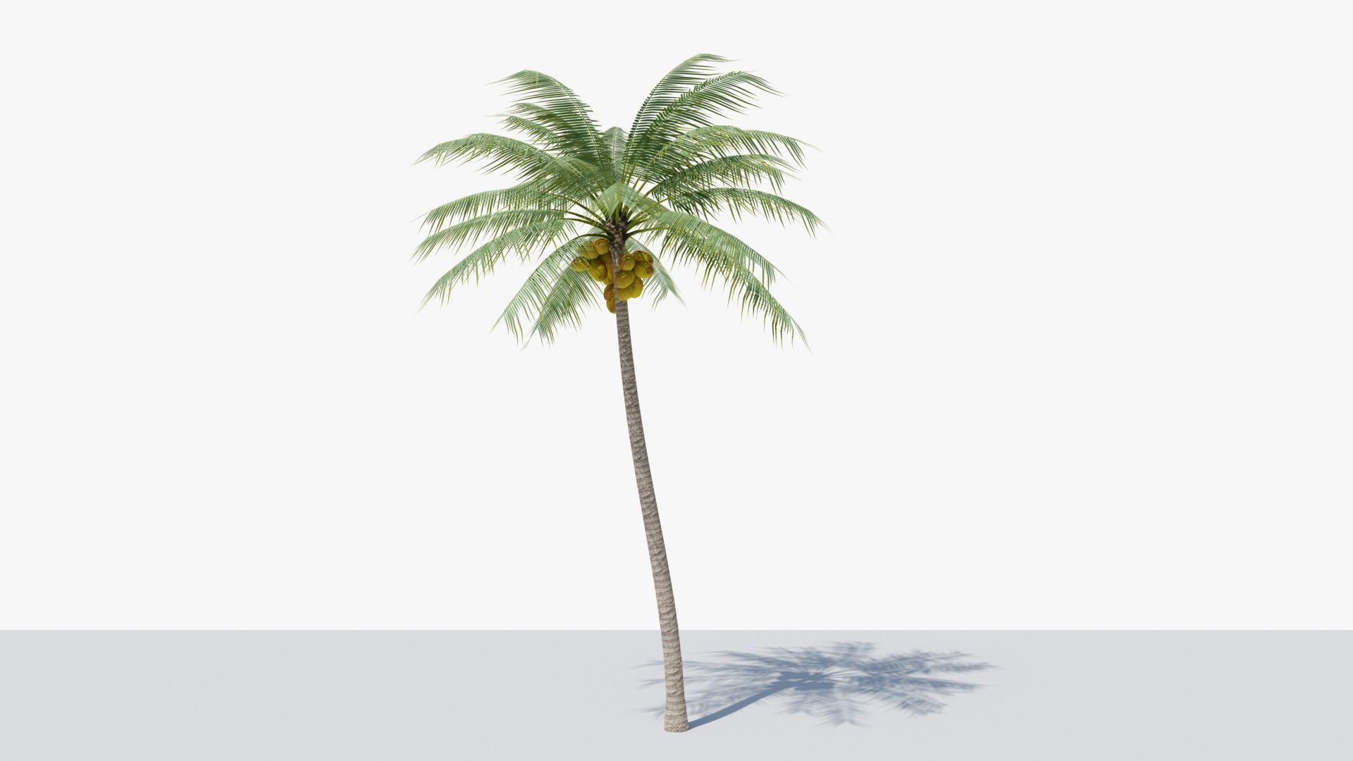 Coconut Palm v2 Low-poly 3D model_9