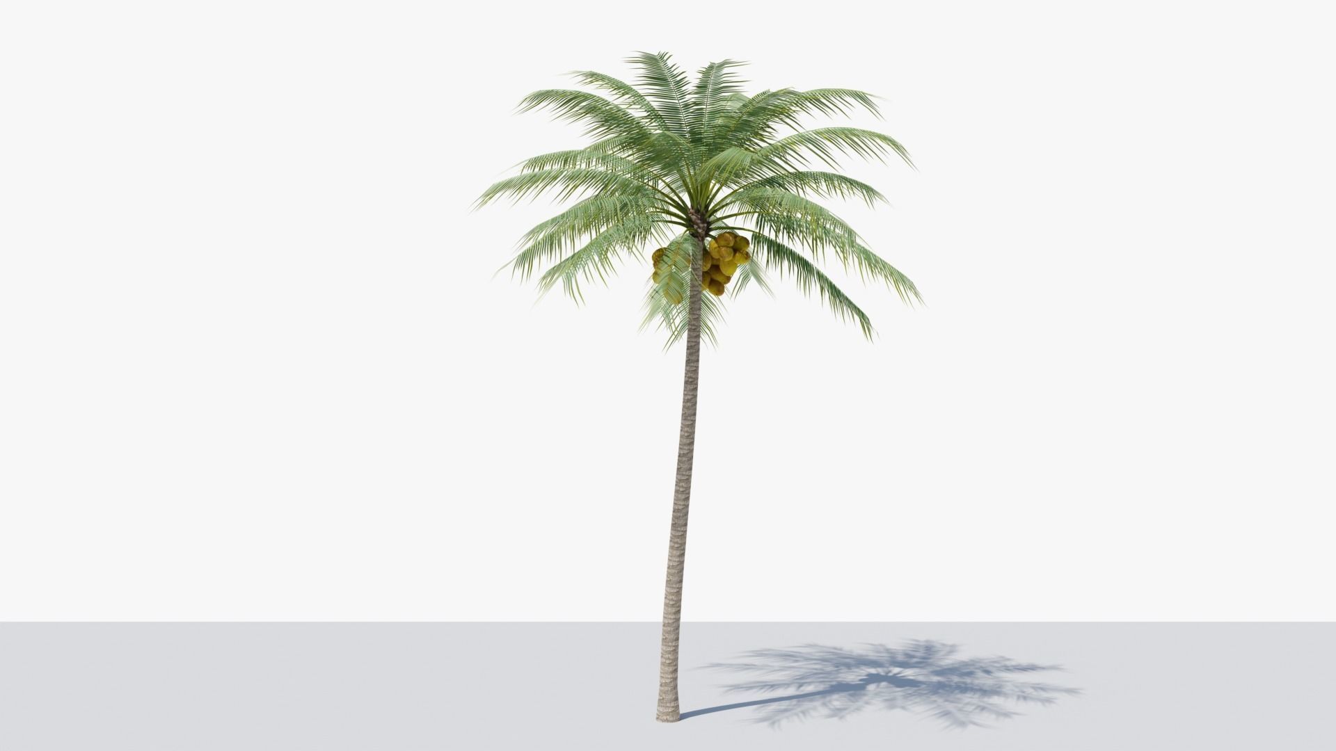 Coconut Palm v2 Low-poly 3D model_15