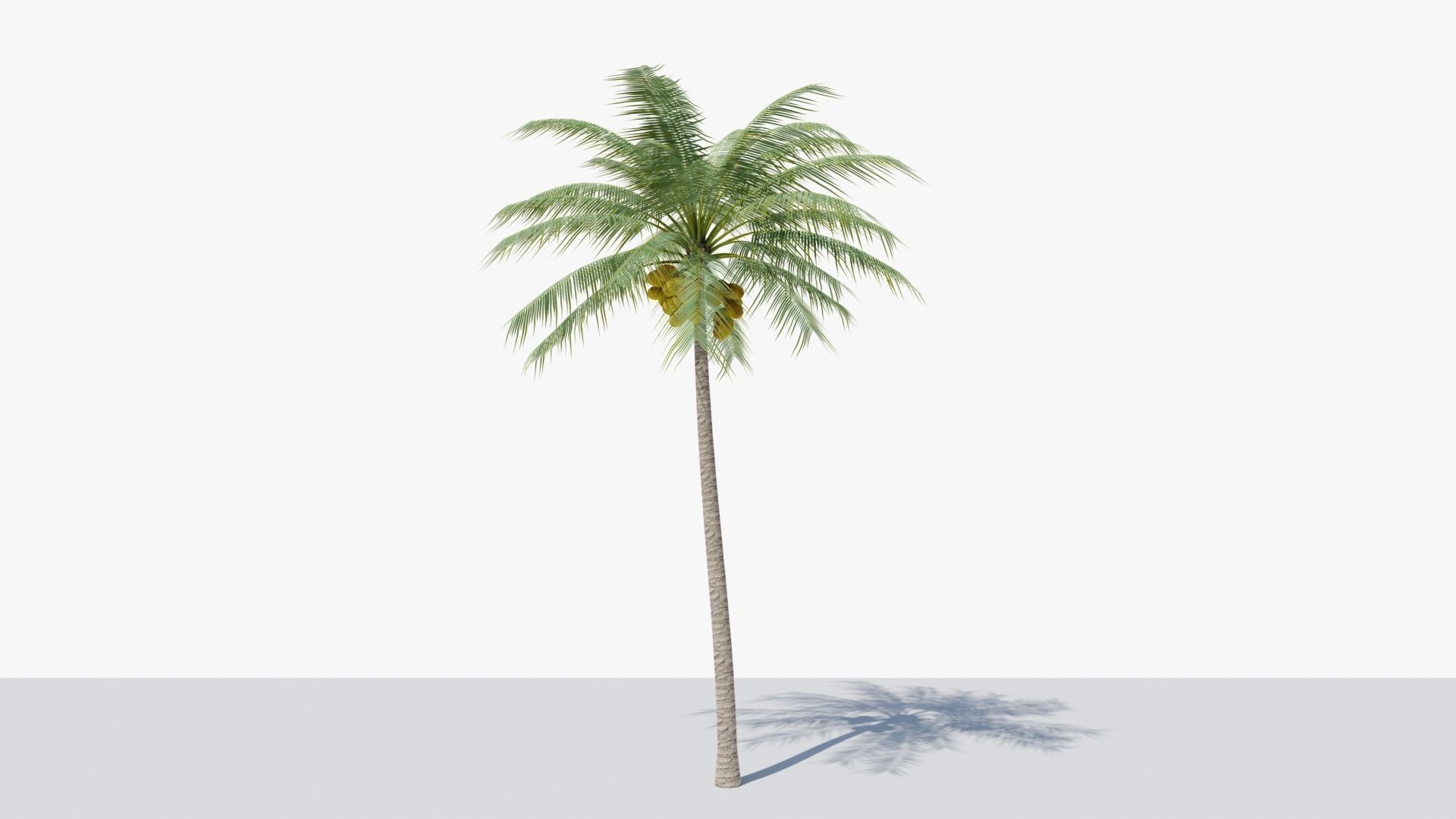 Coconut Palm v2 Low-poly 3D model_6