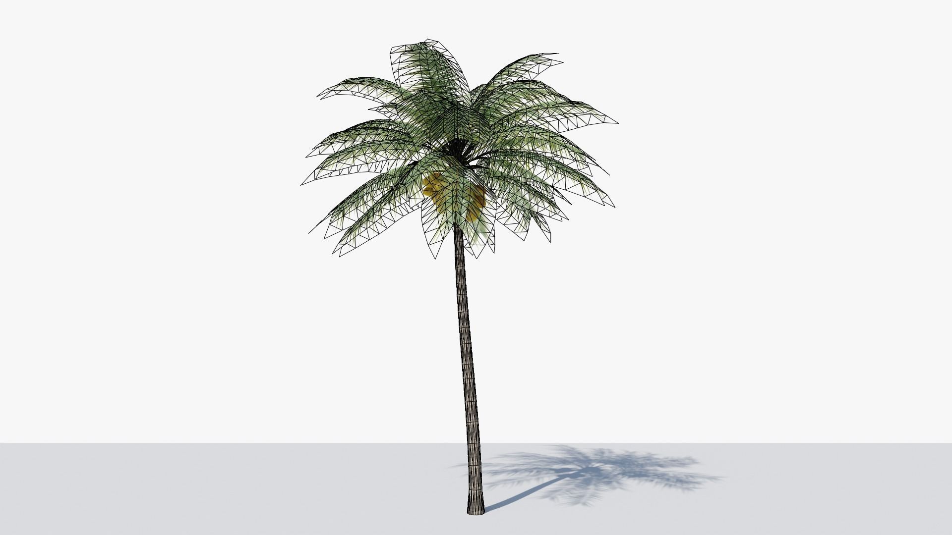 Coconut Palm v2 Low-poly 3D model_7