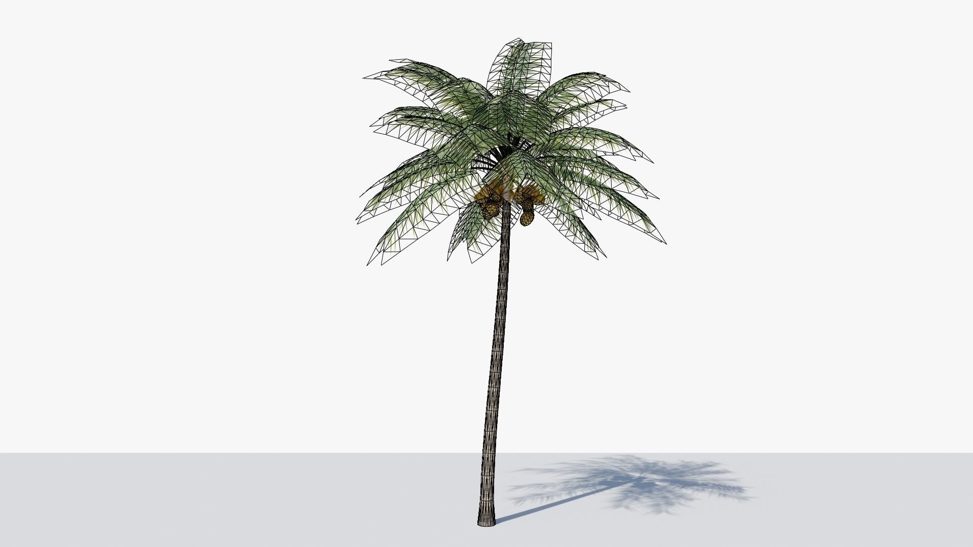 Coconut Palm v2 Low-poly 3D model_4