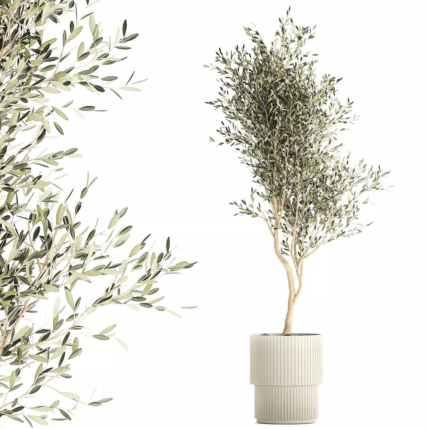 Beautiful Olive tree in a flower pot for decoration 1249 3D model