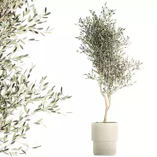 Beautiful Olive tree in a flower pot for decoration 1249