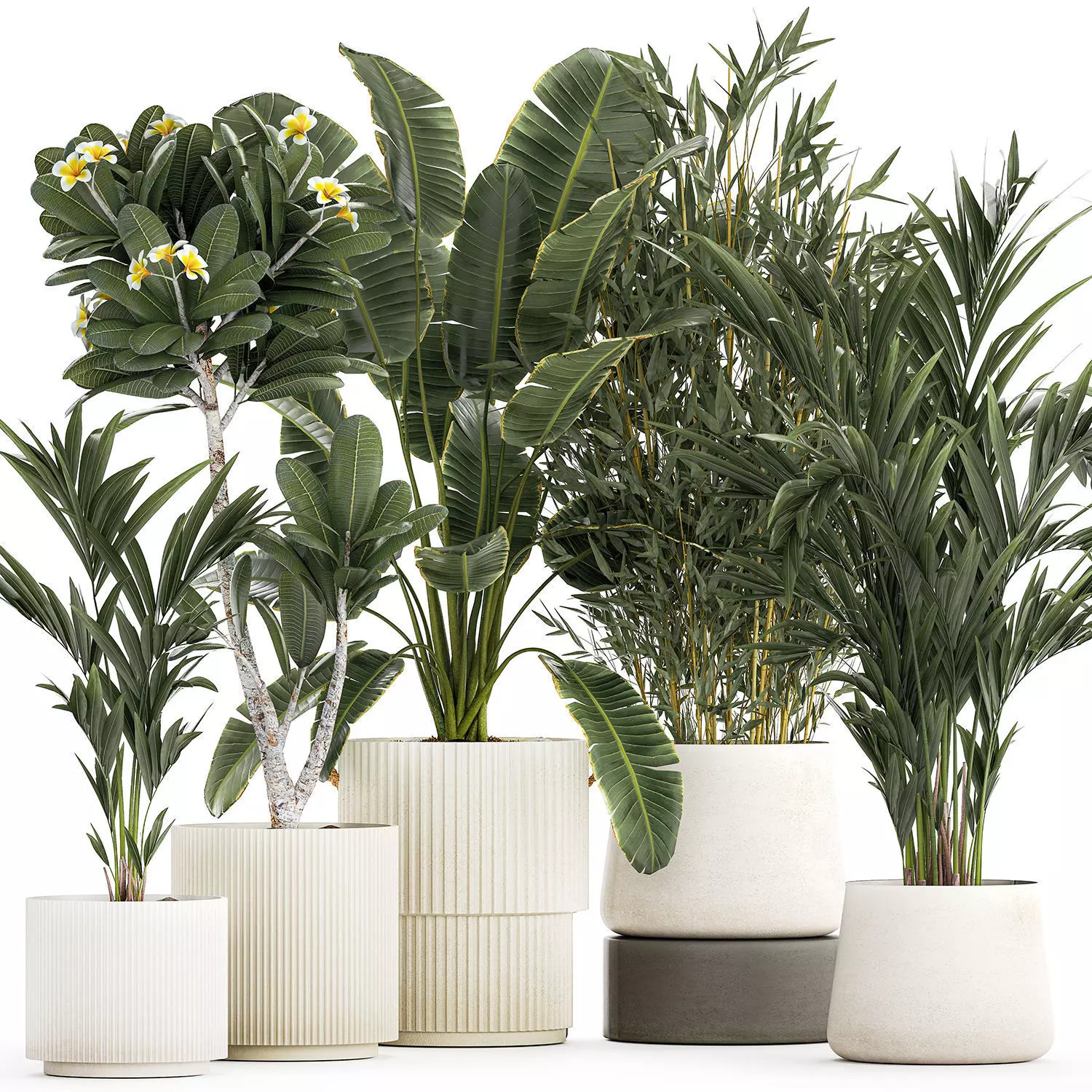 Beautiful Strelitzia Bamboo plants in flower pots 1250 3D model