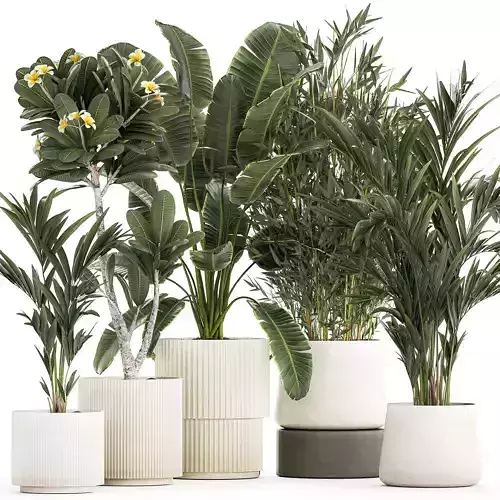 Beautiful Strelitzia Bamboo plants in flower pots 1250 3D model
