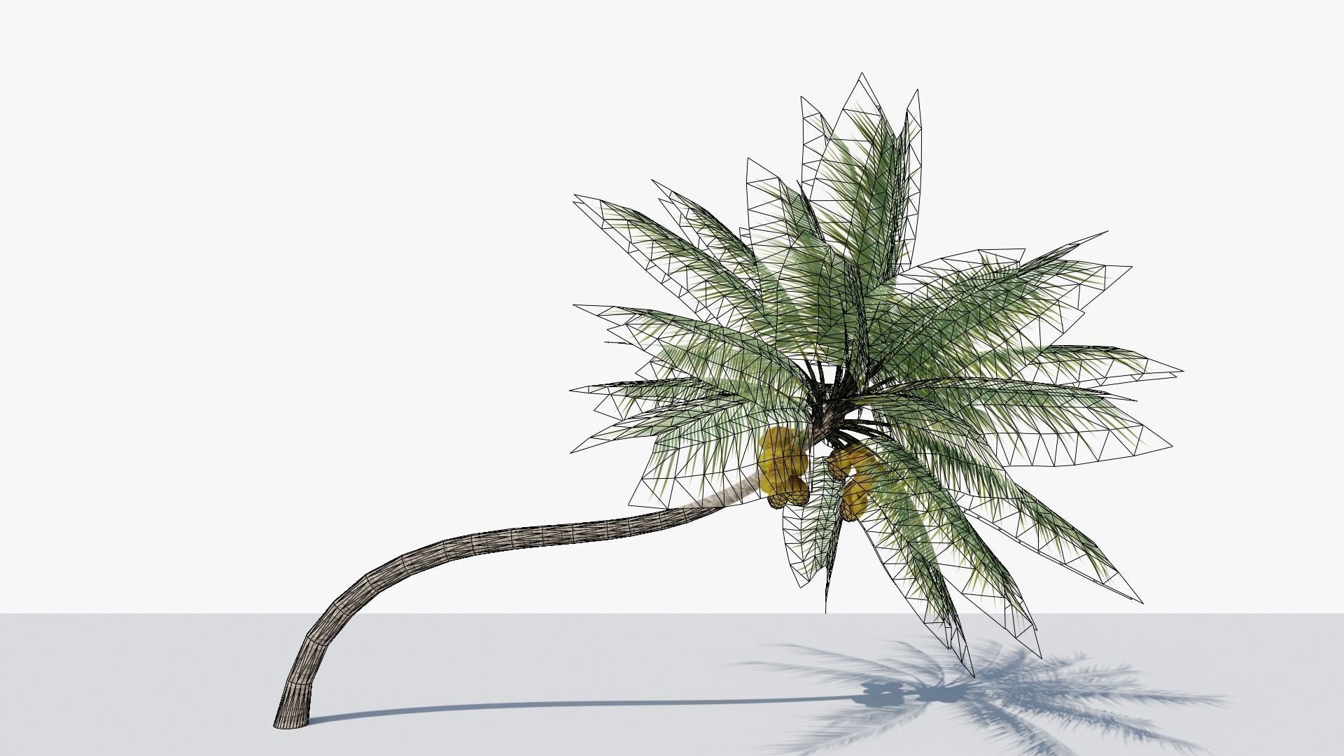 Coconut Palm v3 Low-poly 3D model_1