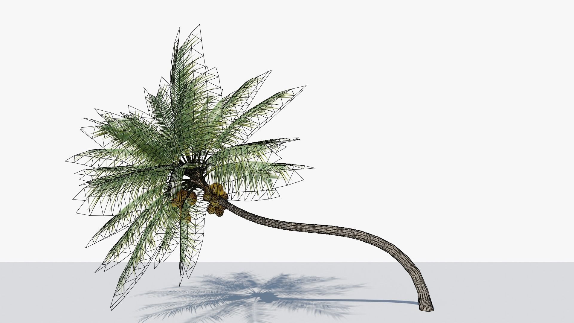 Coconut Palm v3 Low-poly 3D model_10