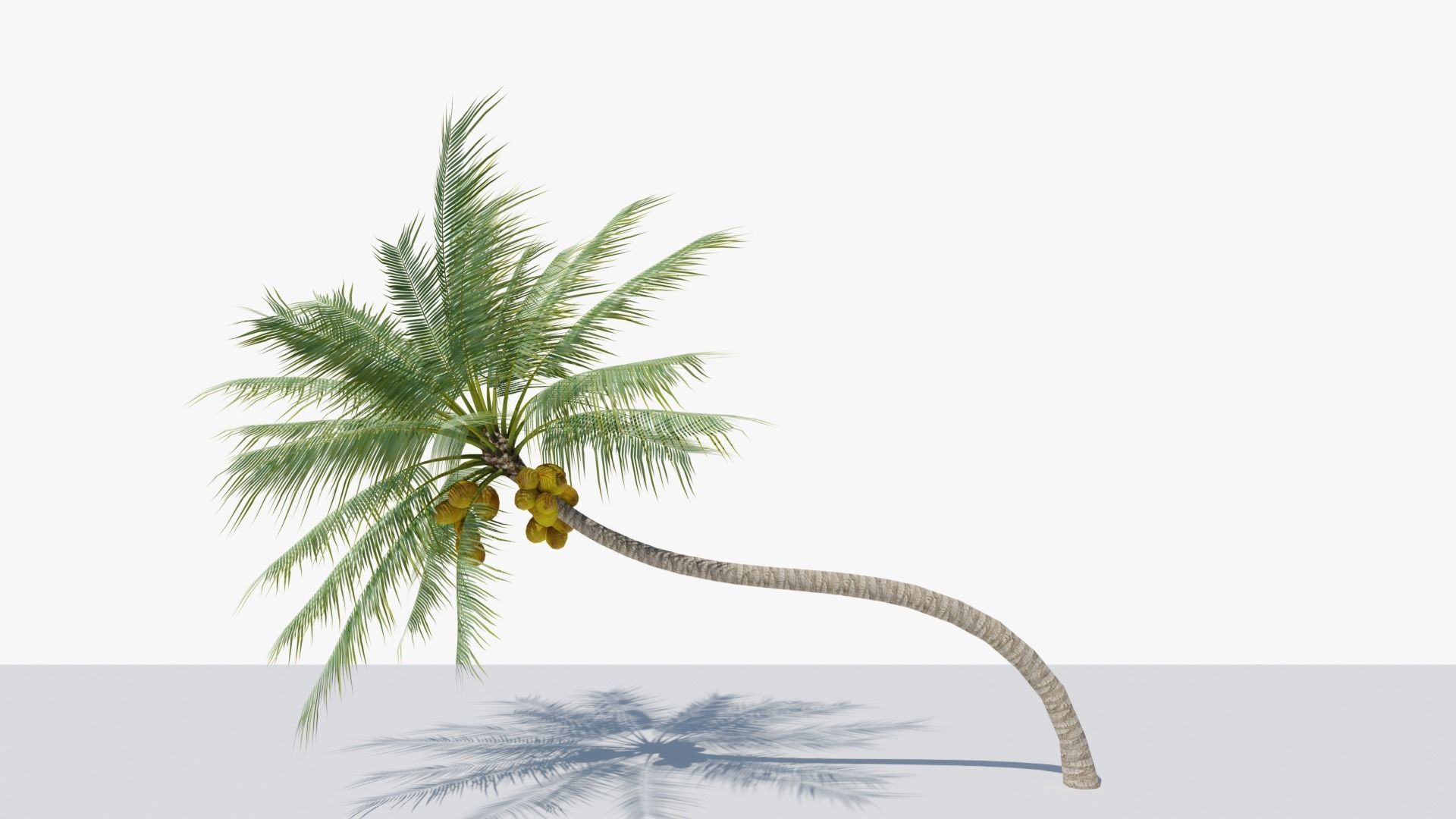Coconut Palm v3 Low-poly 3D model_9