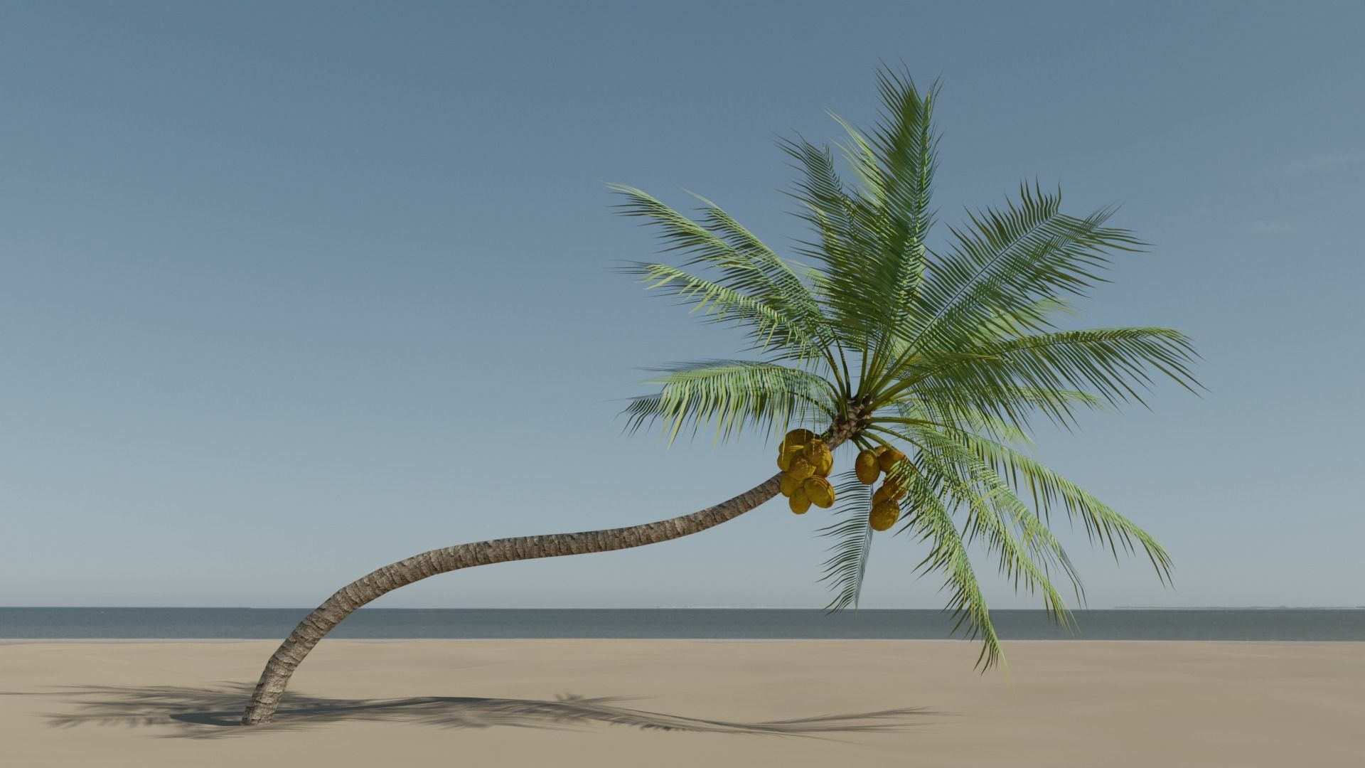 Coconut Palm v3 Low-poly 3D model_18