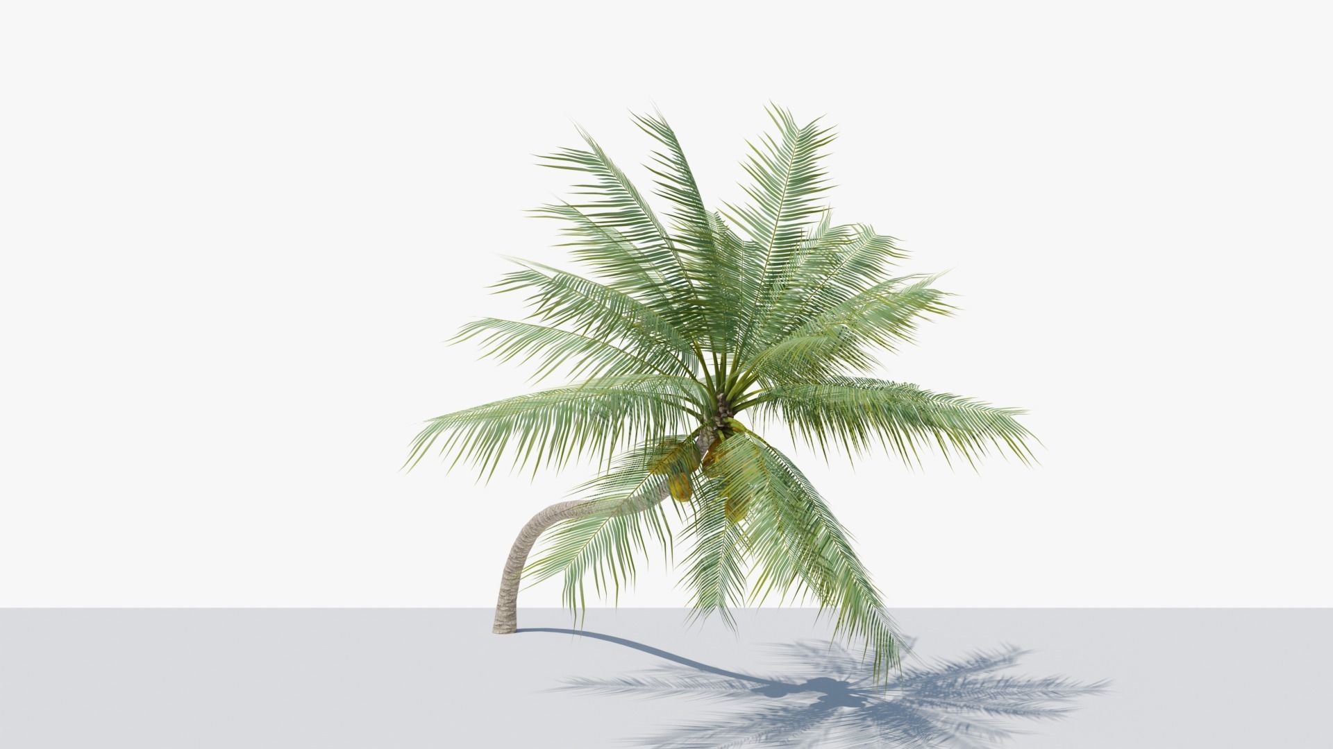 Coconut Palm v3 Low-poly 3D model_15