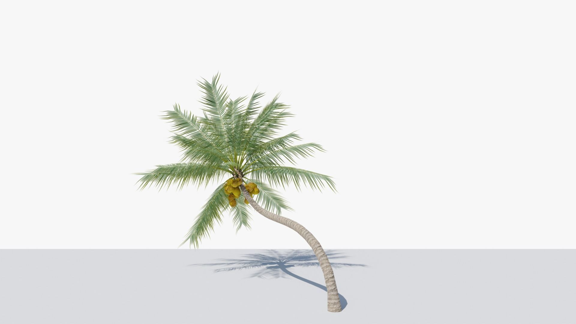 Coconut Palm v3 Low-poly 3D model_6