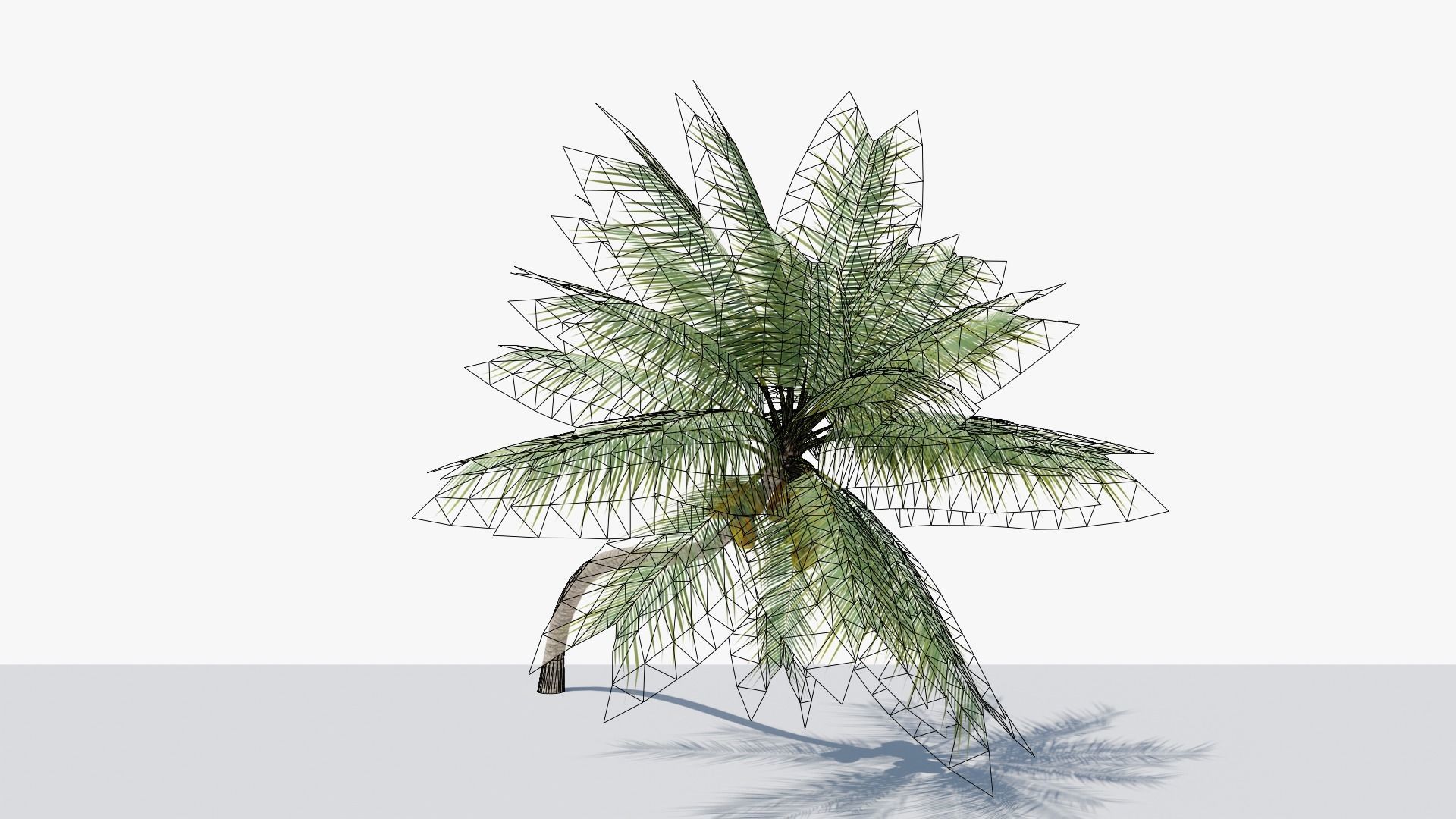 Coconut Palm v3 Low-poly 3D model_16
