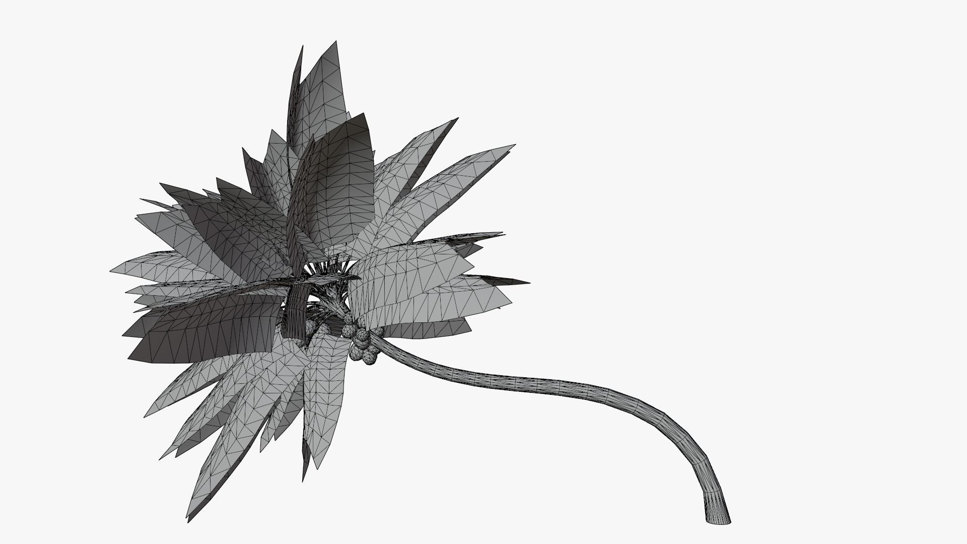 Coconut Palm v3 Low-poly 3D model_11