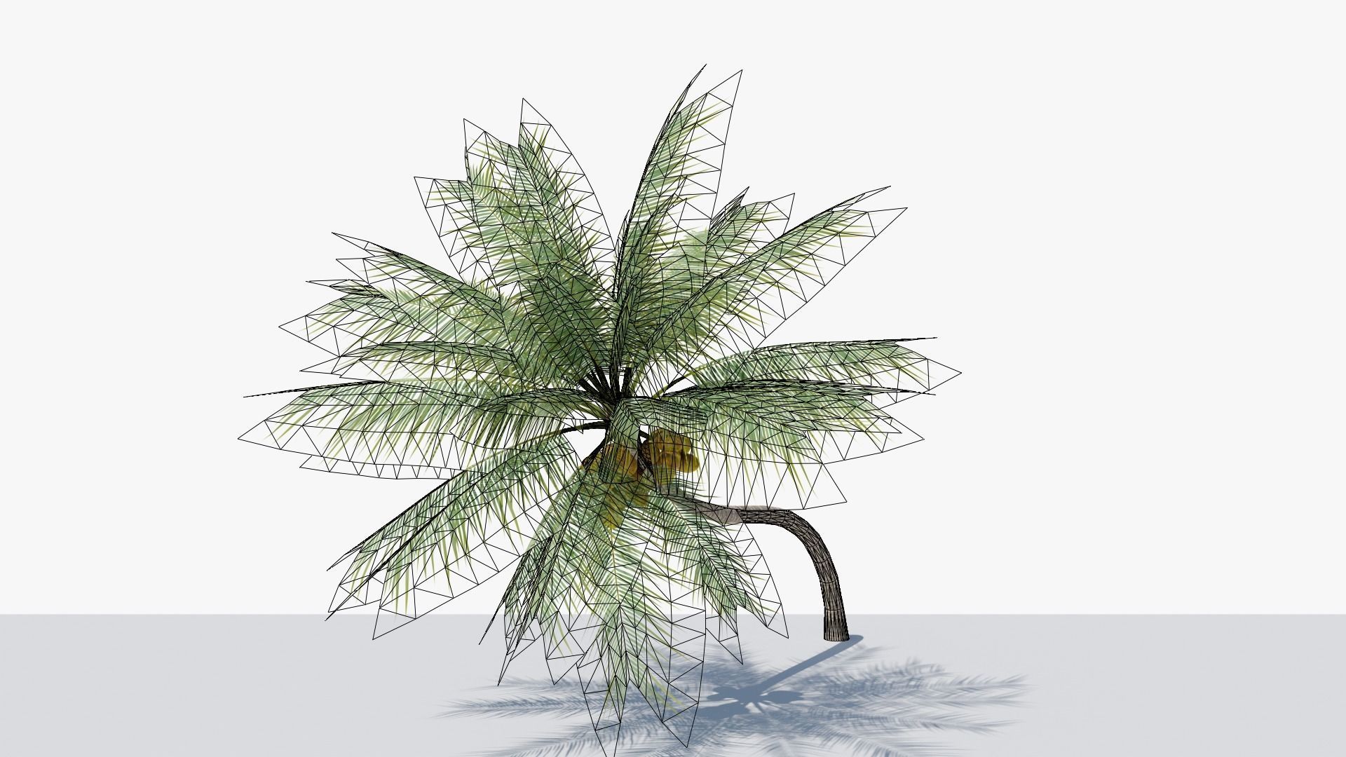 Coconut Palm v3 Low-poly 3D model_13