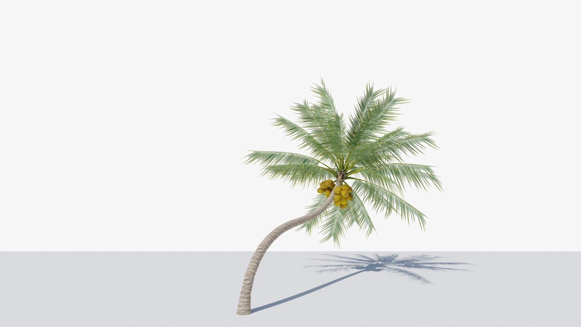 Coconut Palm v3 Low-poly 3D model_3