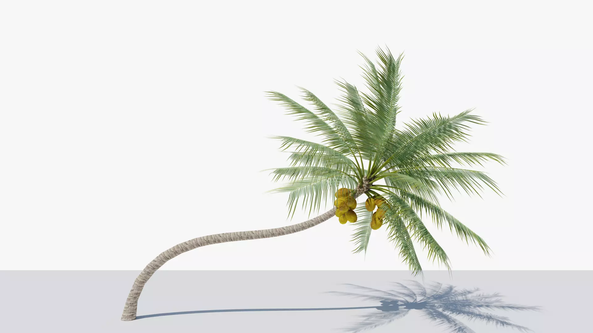 Coconut Palm v3 Low-poly 3D model_0