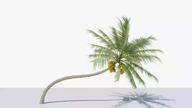 Coconut Palm v3 Low-poly 3D model