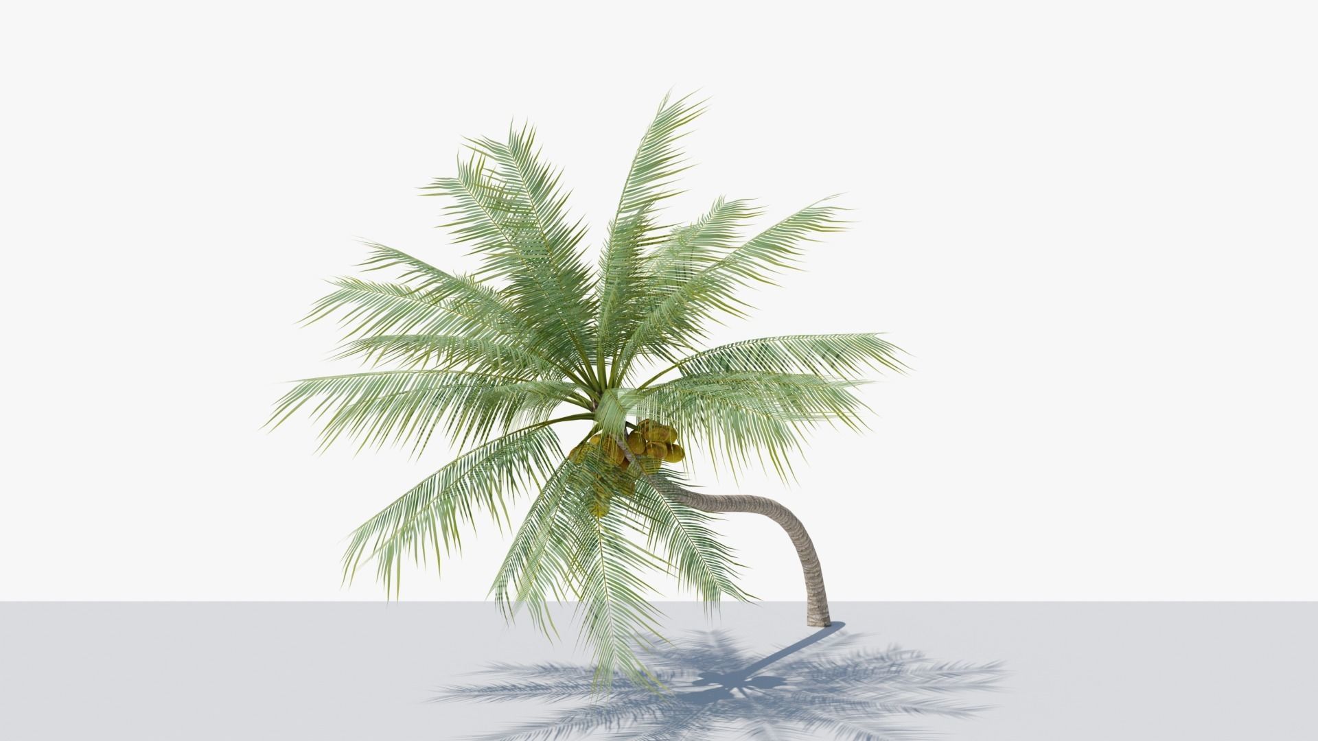 Coconut Palm v3 Low-poly 3D model_12
