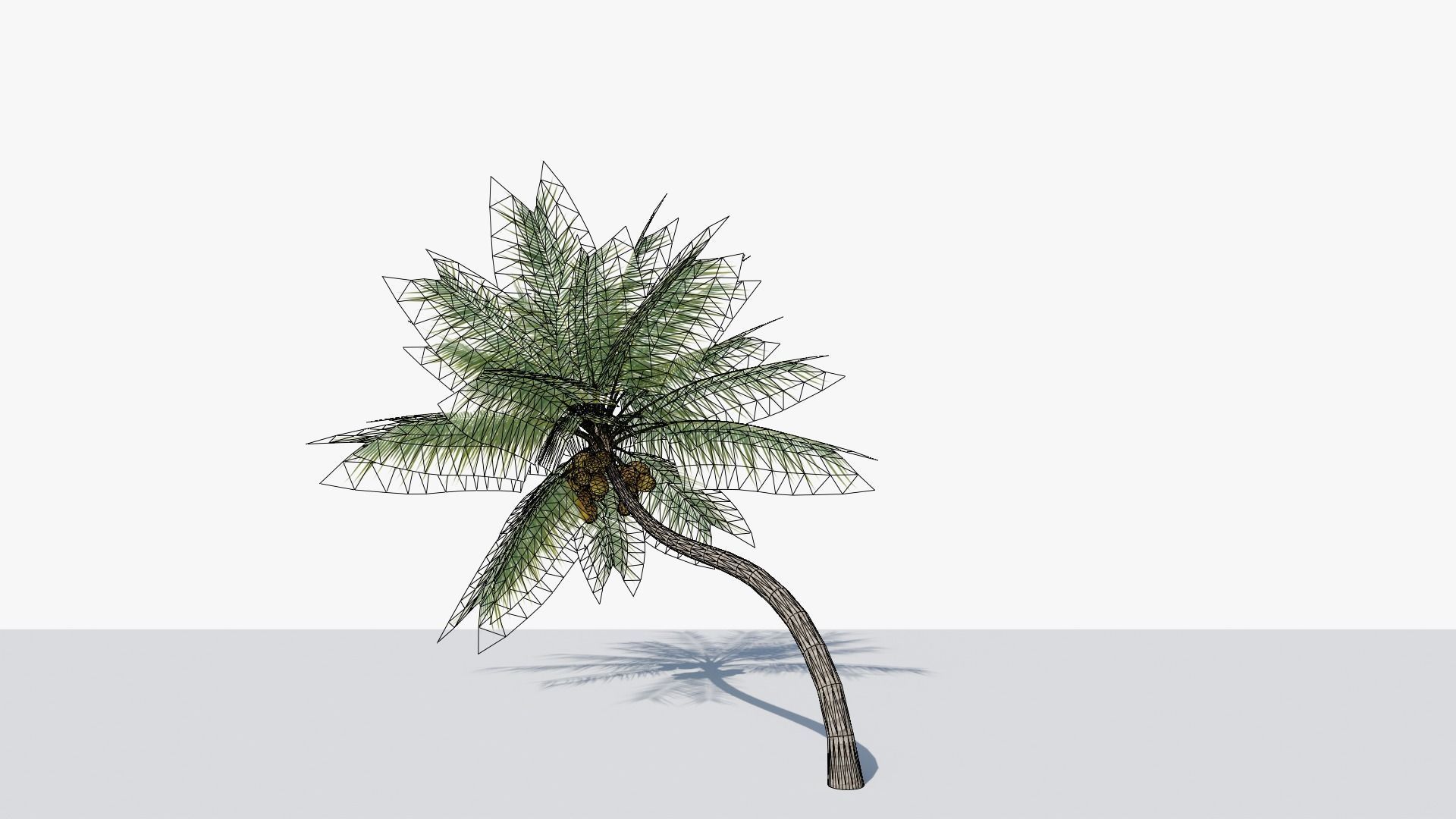Coconut Palm v3 Low-poly 3D model_7