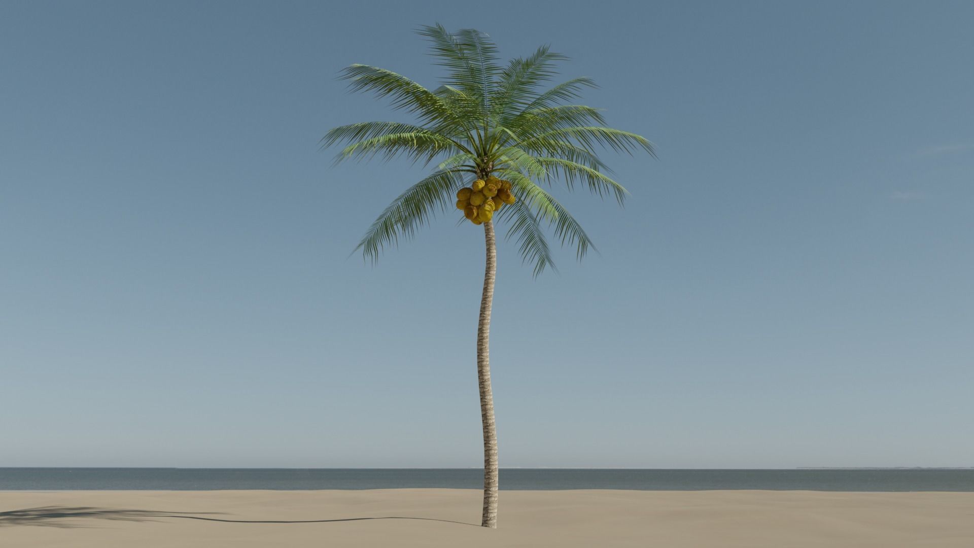 Coconut Palm v4 Low-poly 3D model_18