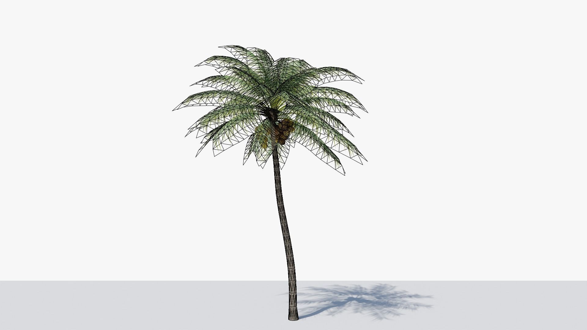 Coconut Palm v4 Low-poly 3D model_16