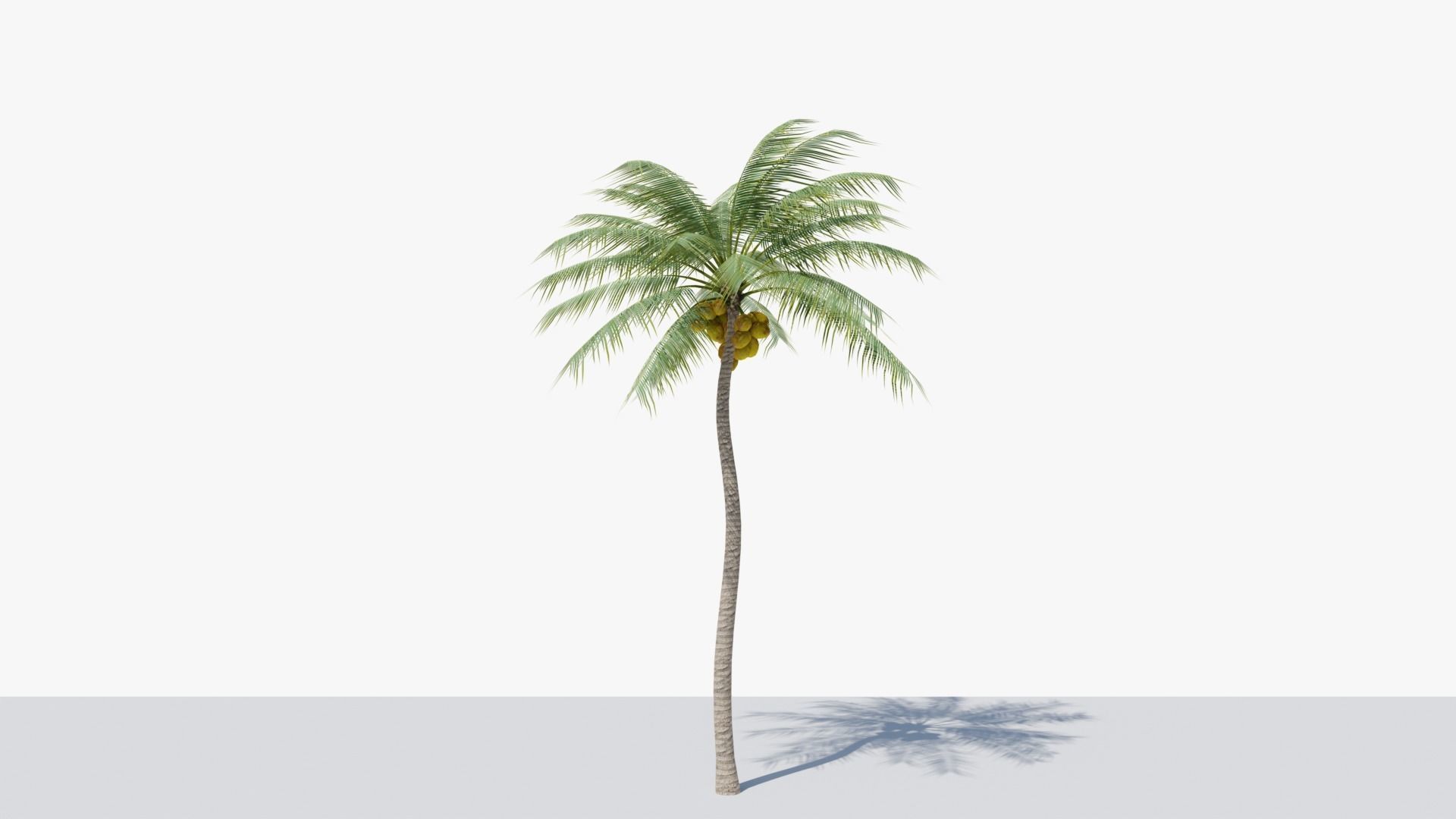 Coconut Palm v4 Low-poly 3D model_9