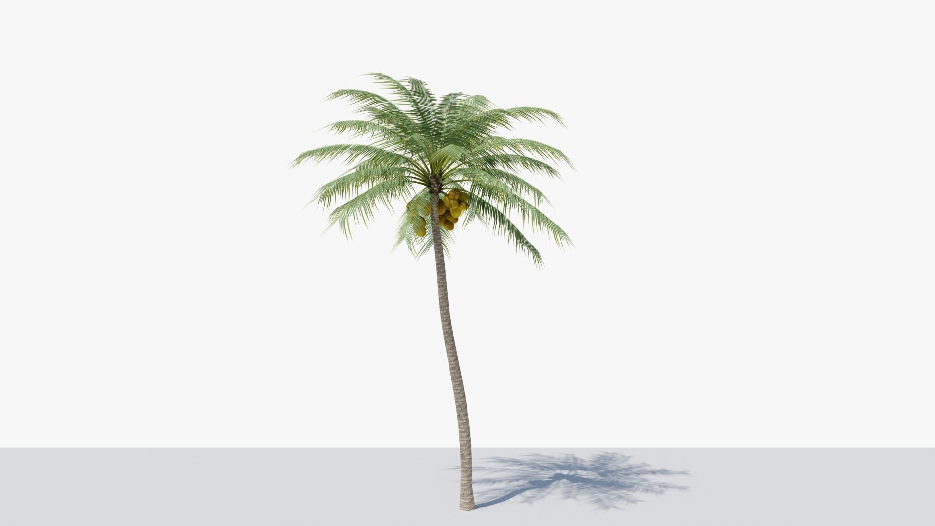 Coconut Palm v4 Low-poly 3D model_15