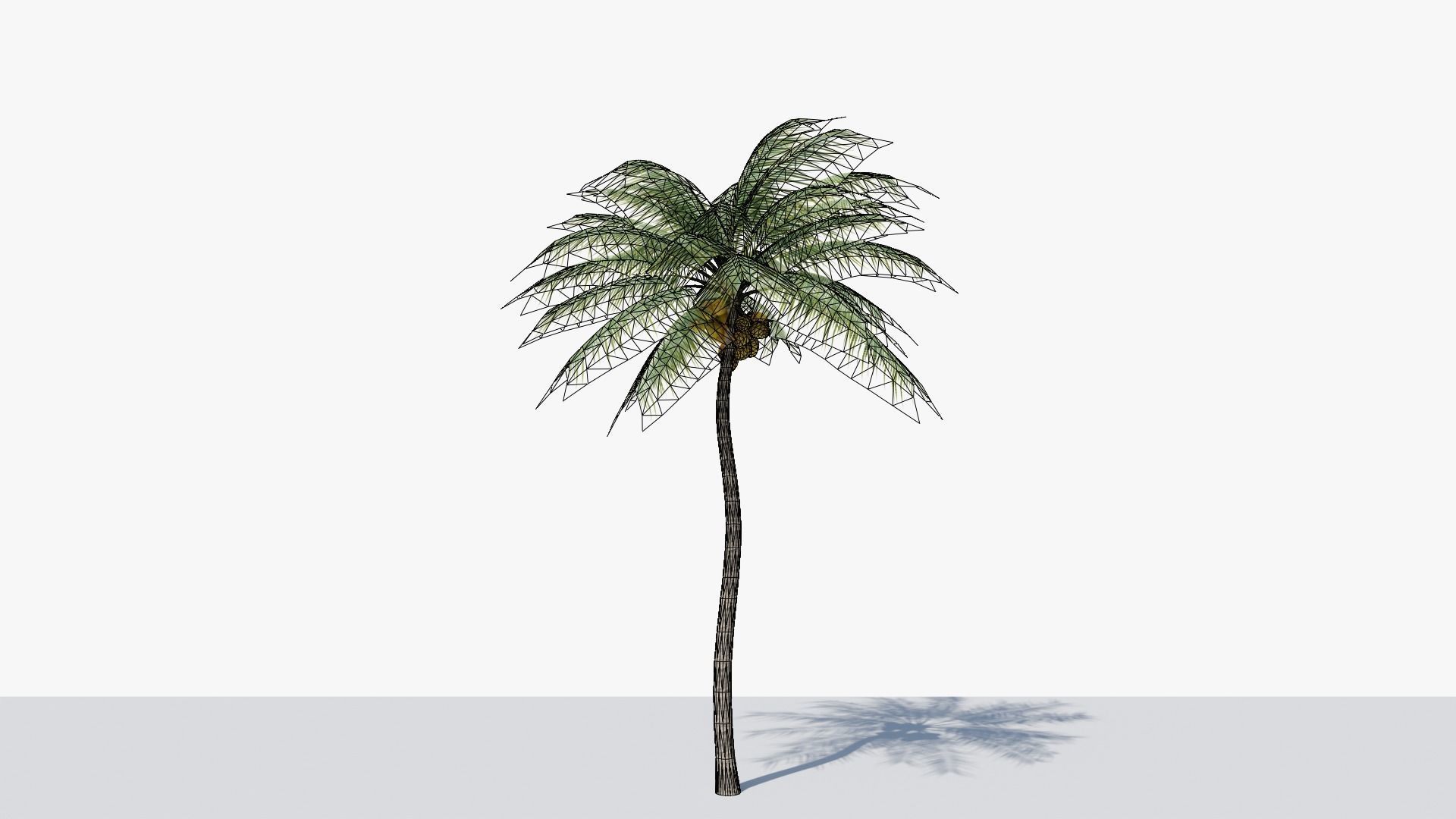 Coconut Palm v4 Low-poly 3D model_10