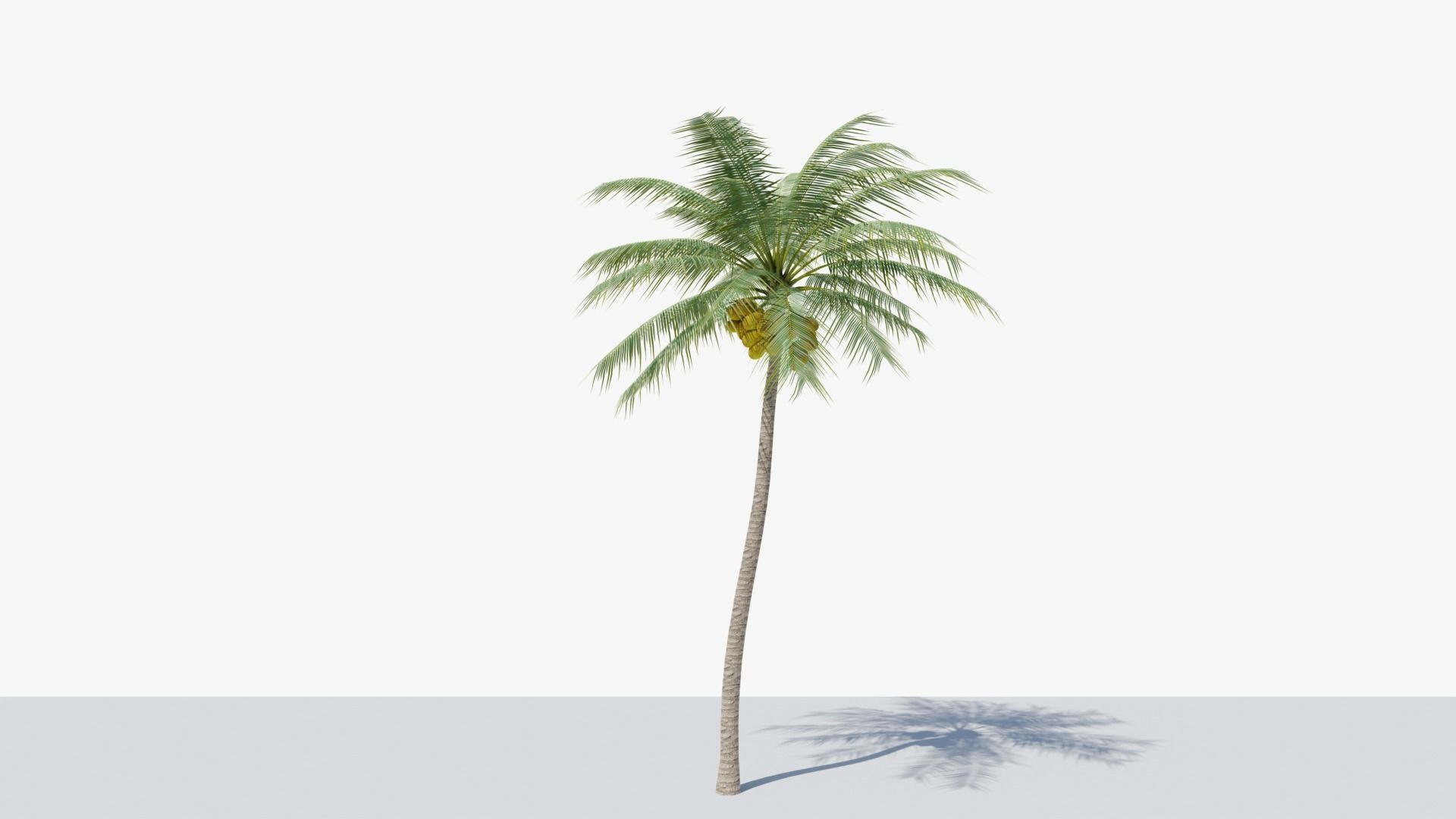 Coconut Palm v4 Low-poly 3D model_6