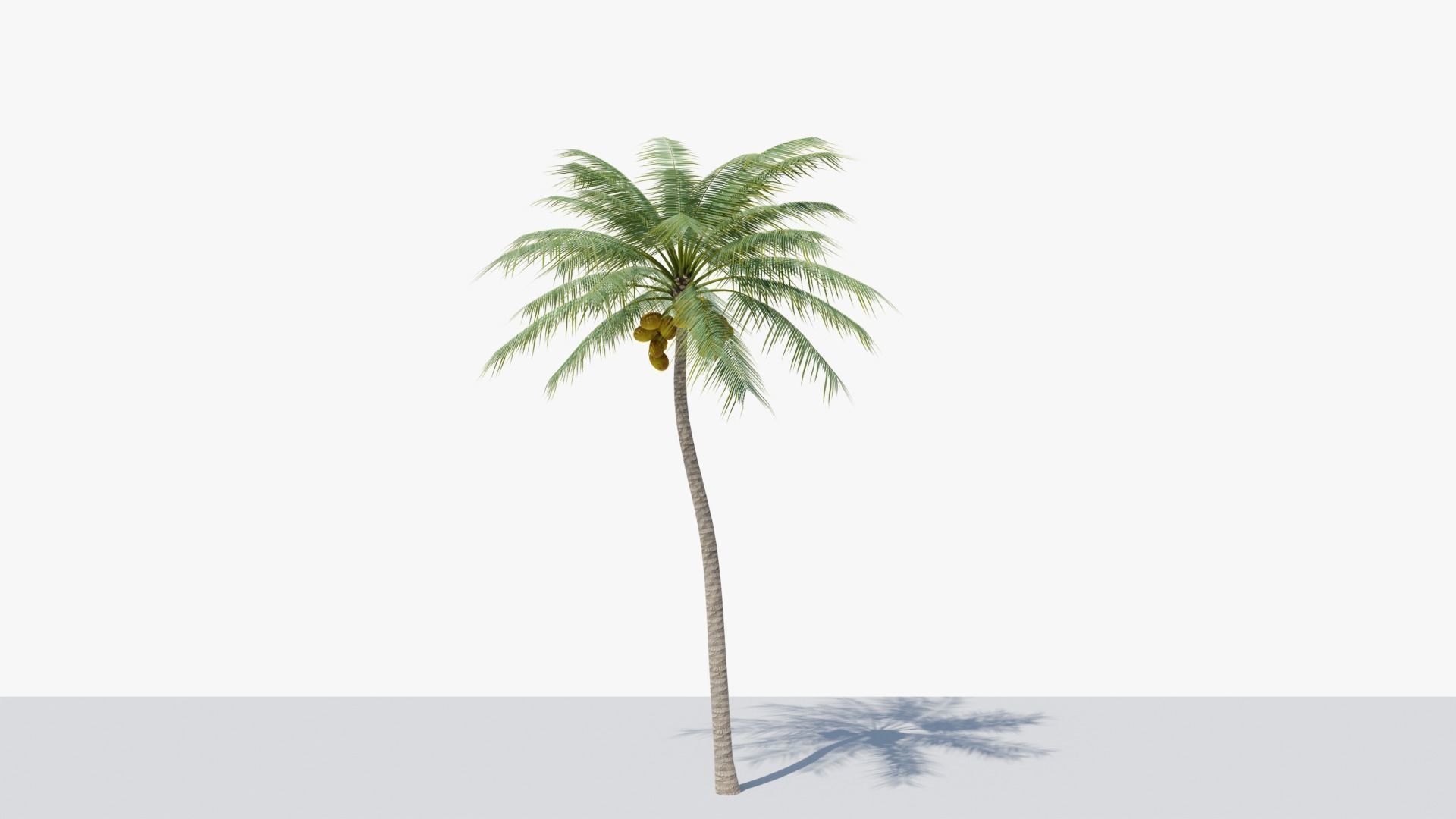 Coconut Palm v4 Low-poly 3D model_12