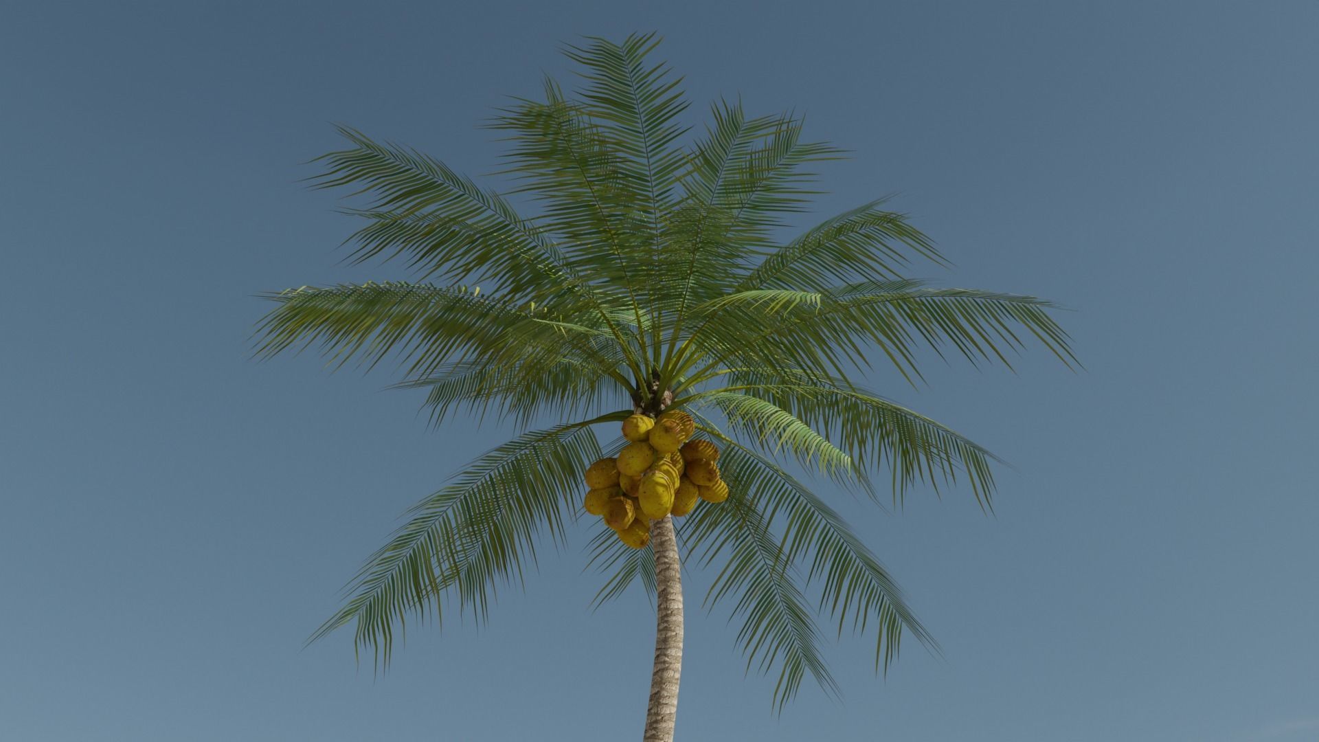 Coconut Palm v4 Low-poly 3D model_19